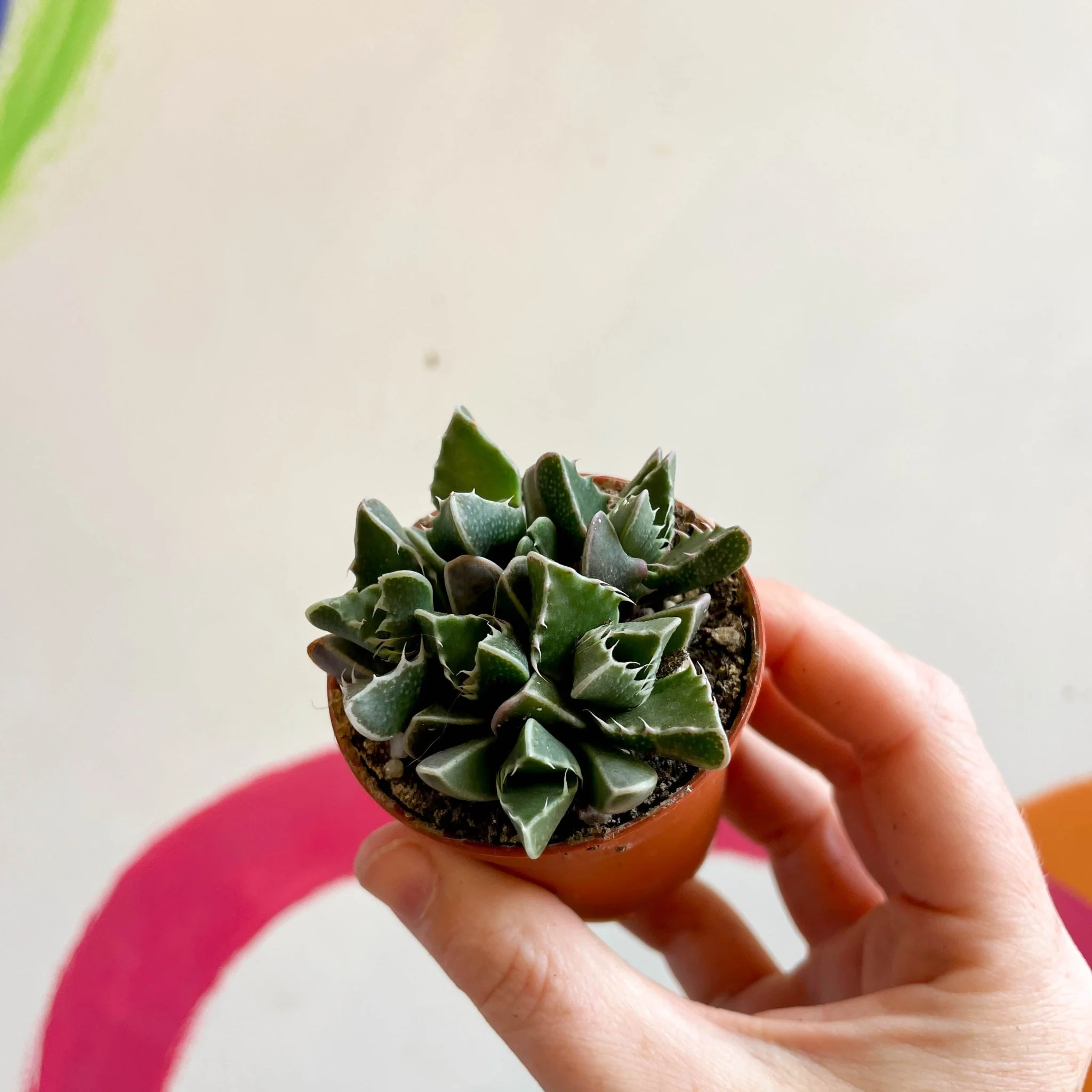 Faucaria tigrina - Tiger Jaws - Image 3