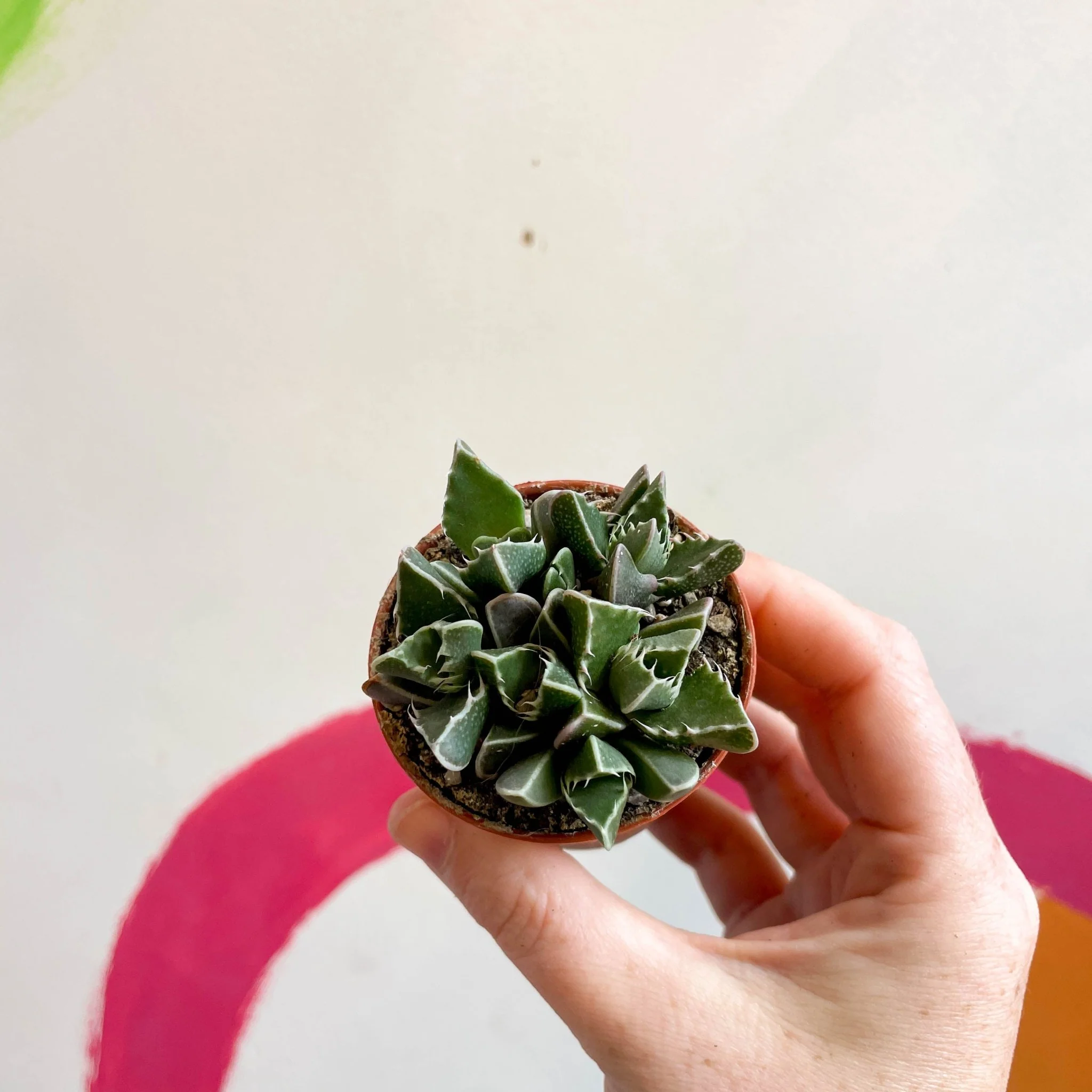 Faucaria tigrina - Tiger Jaws - Image 5