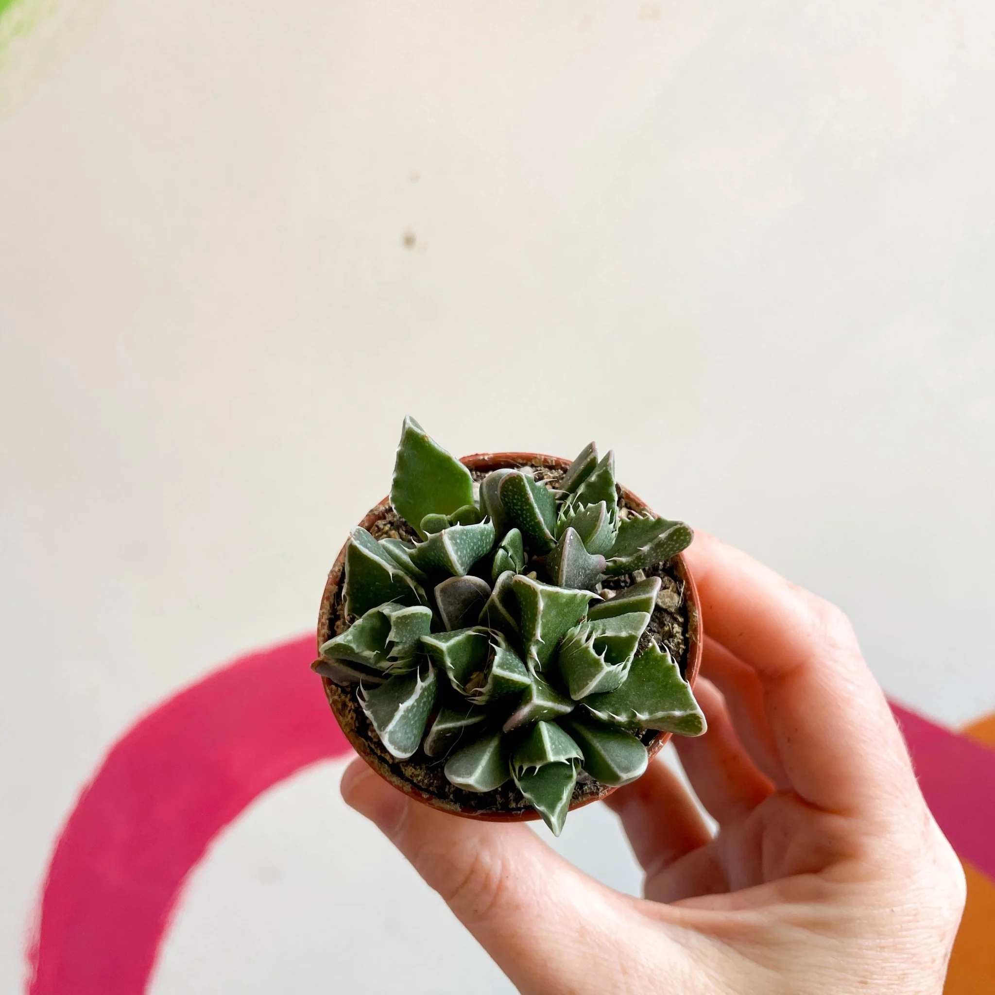 Faucaria tigrina - Tiger Jaws - Image 6