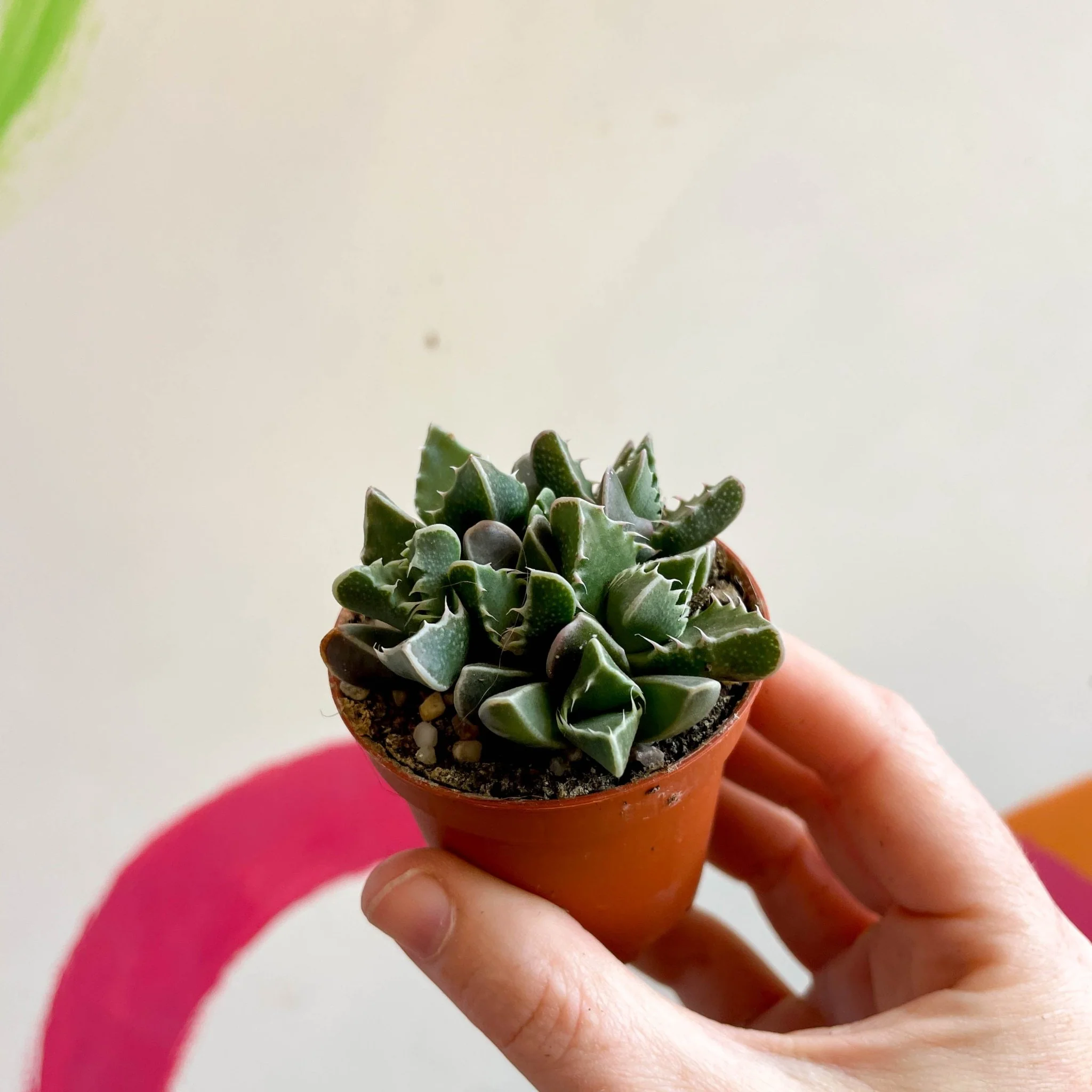 Faucaria tigrina - Tiger Jaws - Image 7