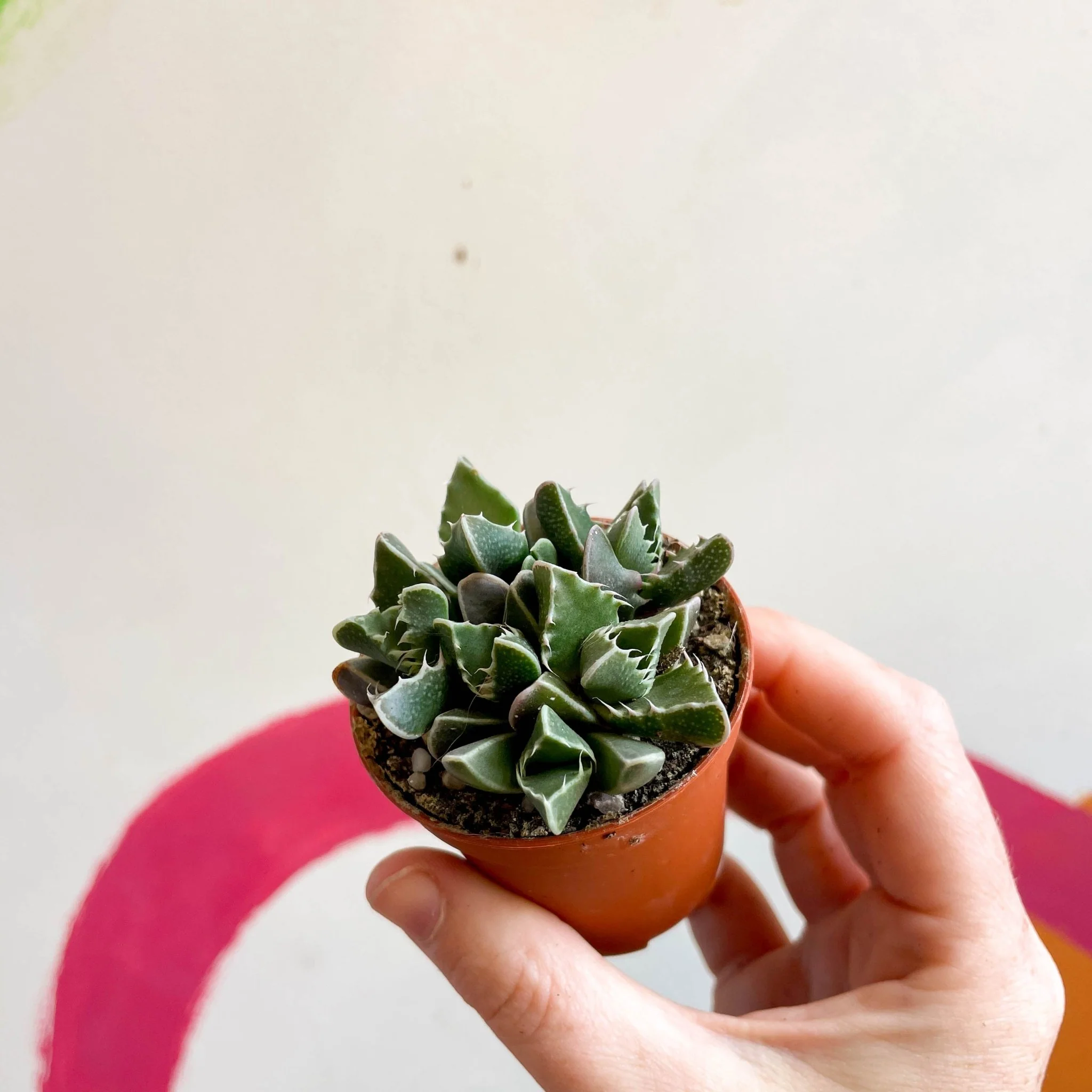 Faucaria tigrina - Tiger Jaws - Image 8