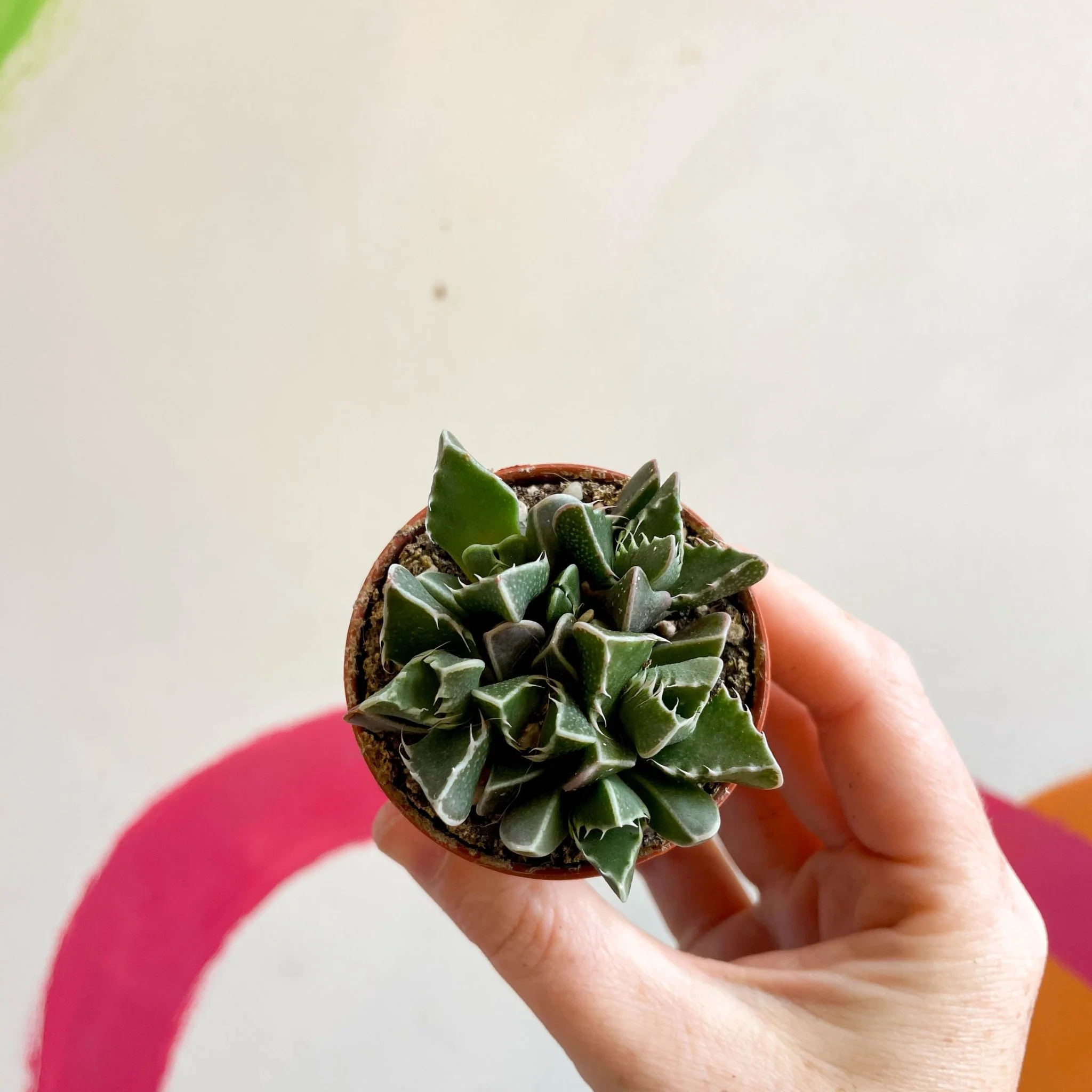 Faucaria tigrina - Tiger Jaws - Image 9