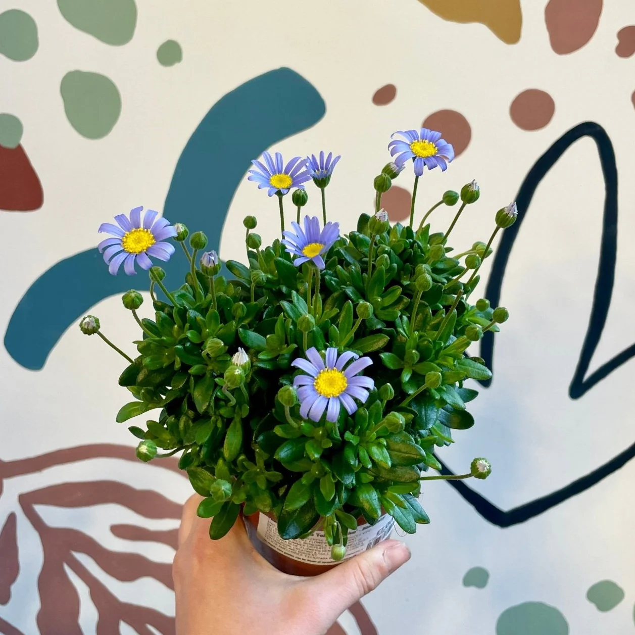 Felicia amelloides ‘Felicitara Blue’ - Blue Daisy