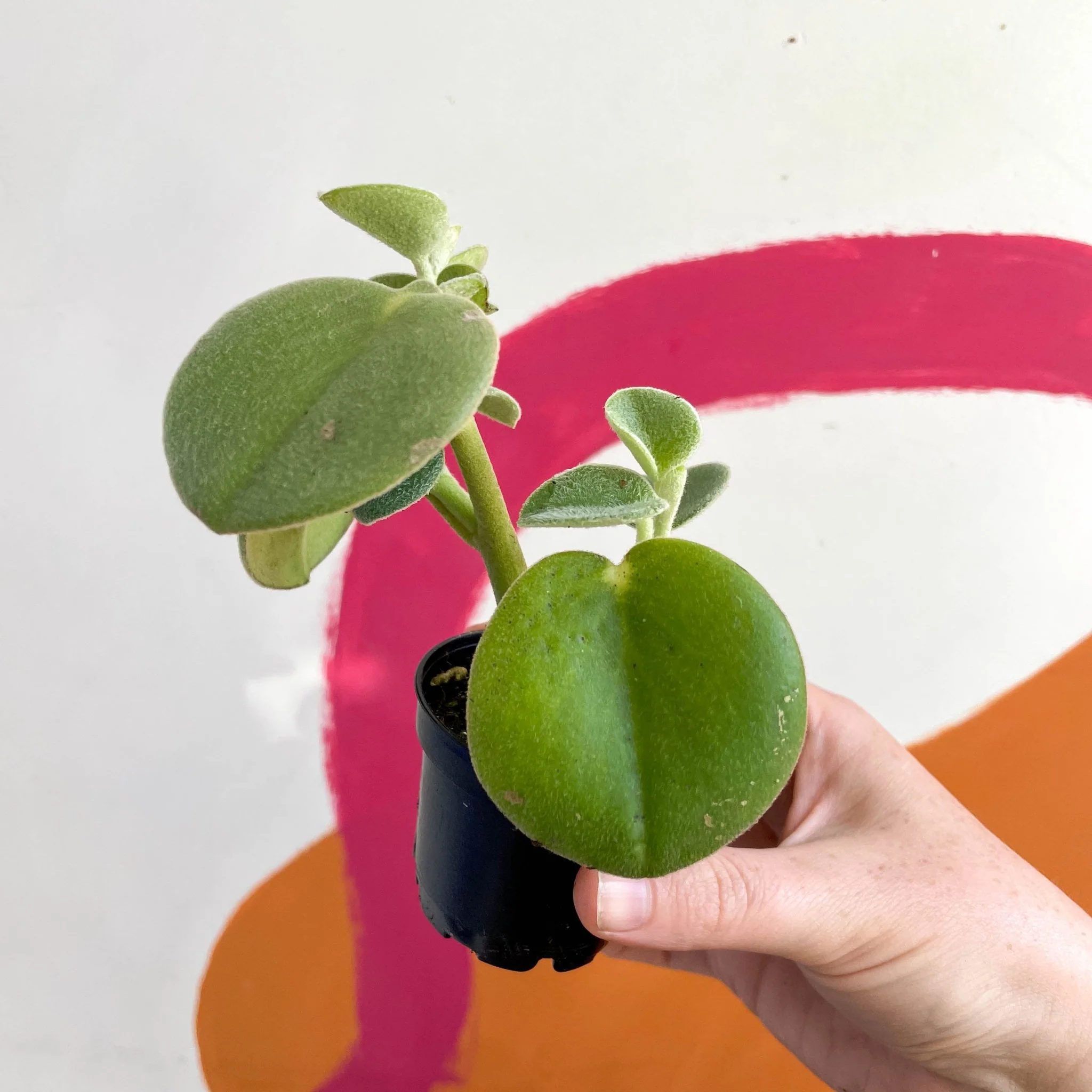 Felted Pepperface - Peperomia incana - Welsh Grown