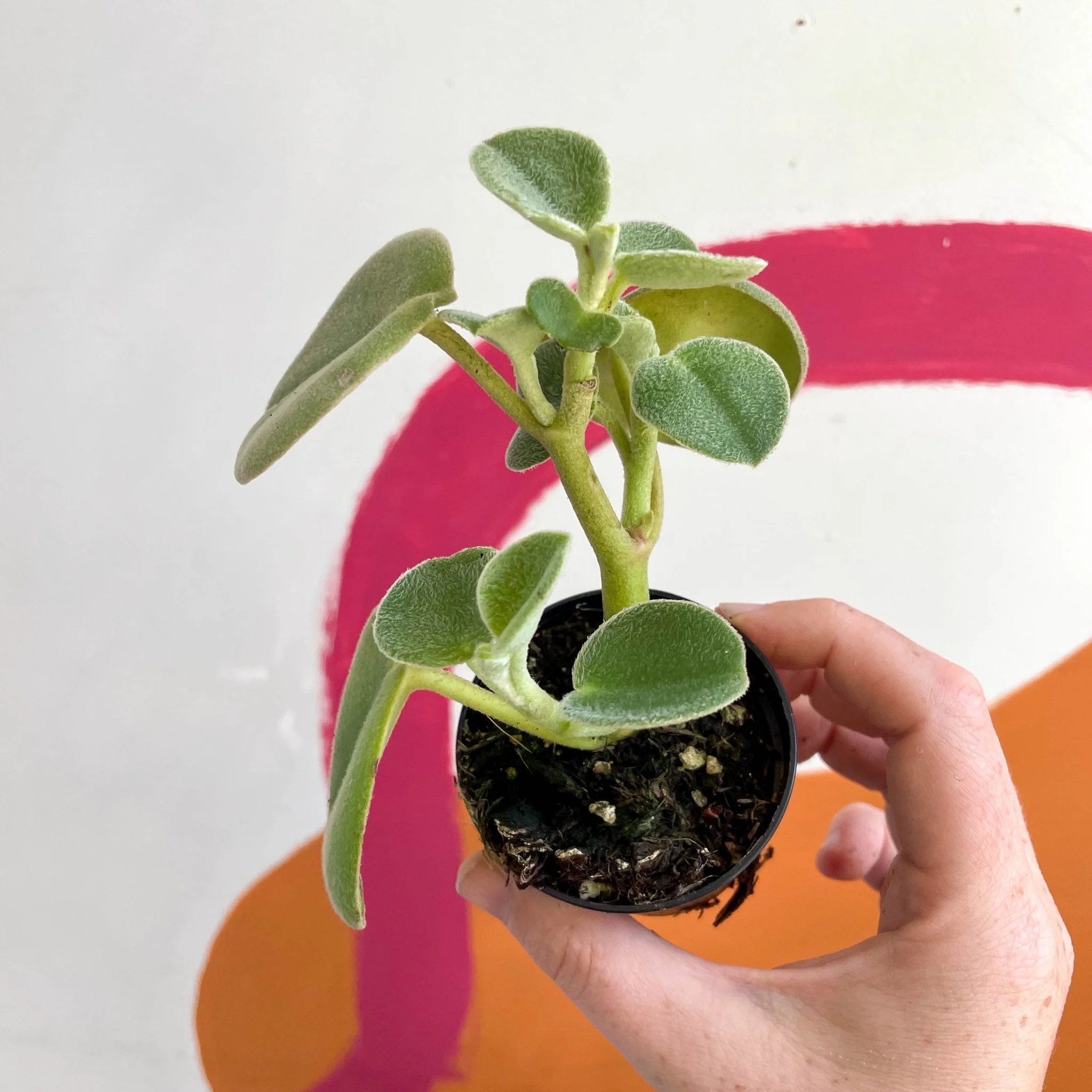 Felted Pepperface - Peperomia incana - Welsh Grown - Image 2