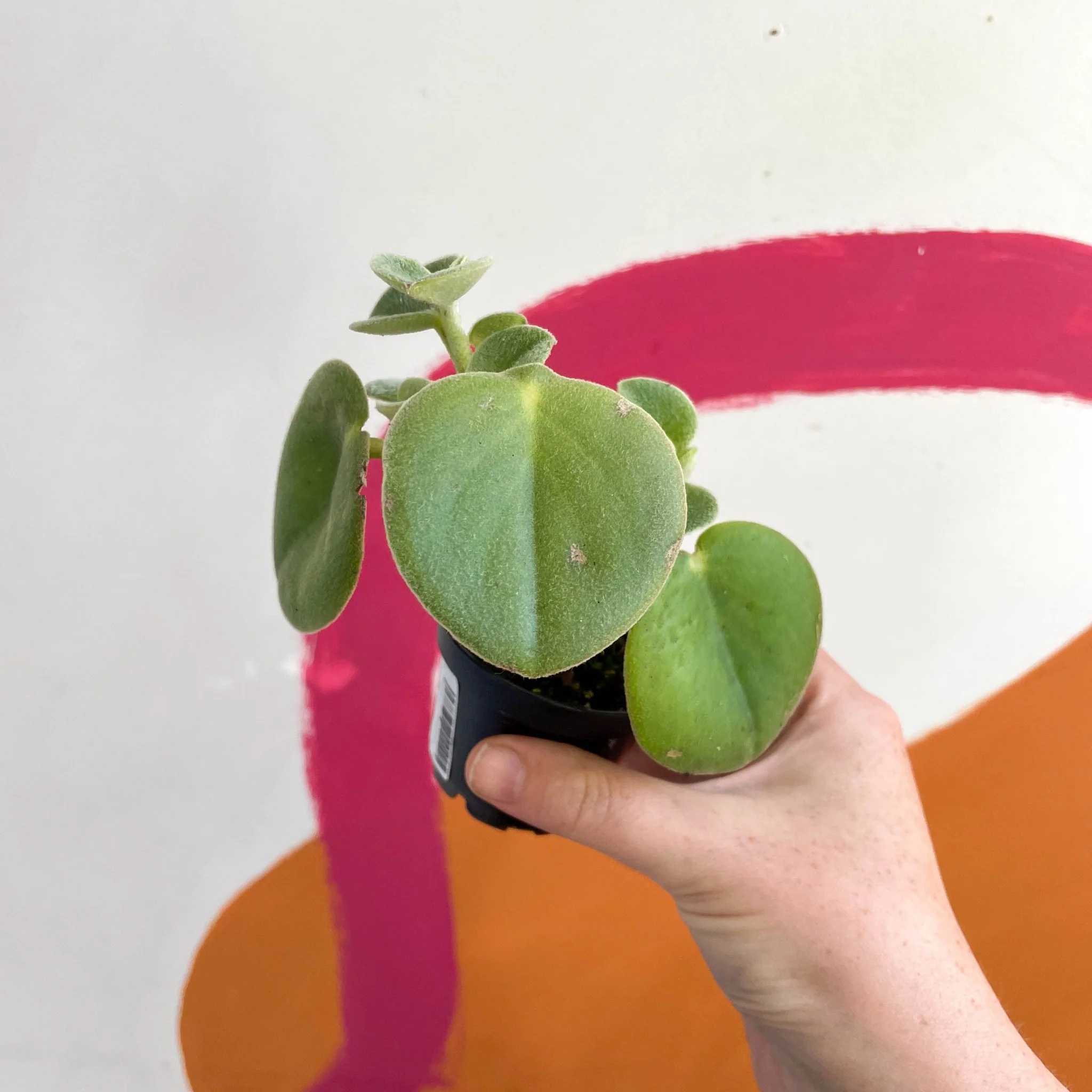 Felted Pepperface - Peperomia incana - Welsh Grown - Image 3