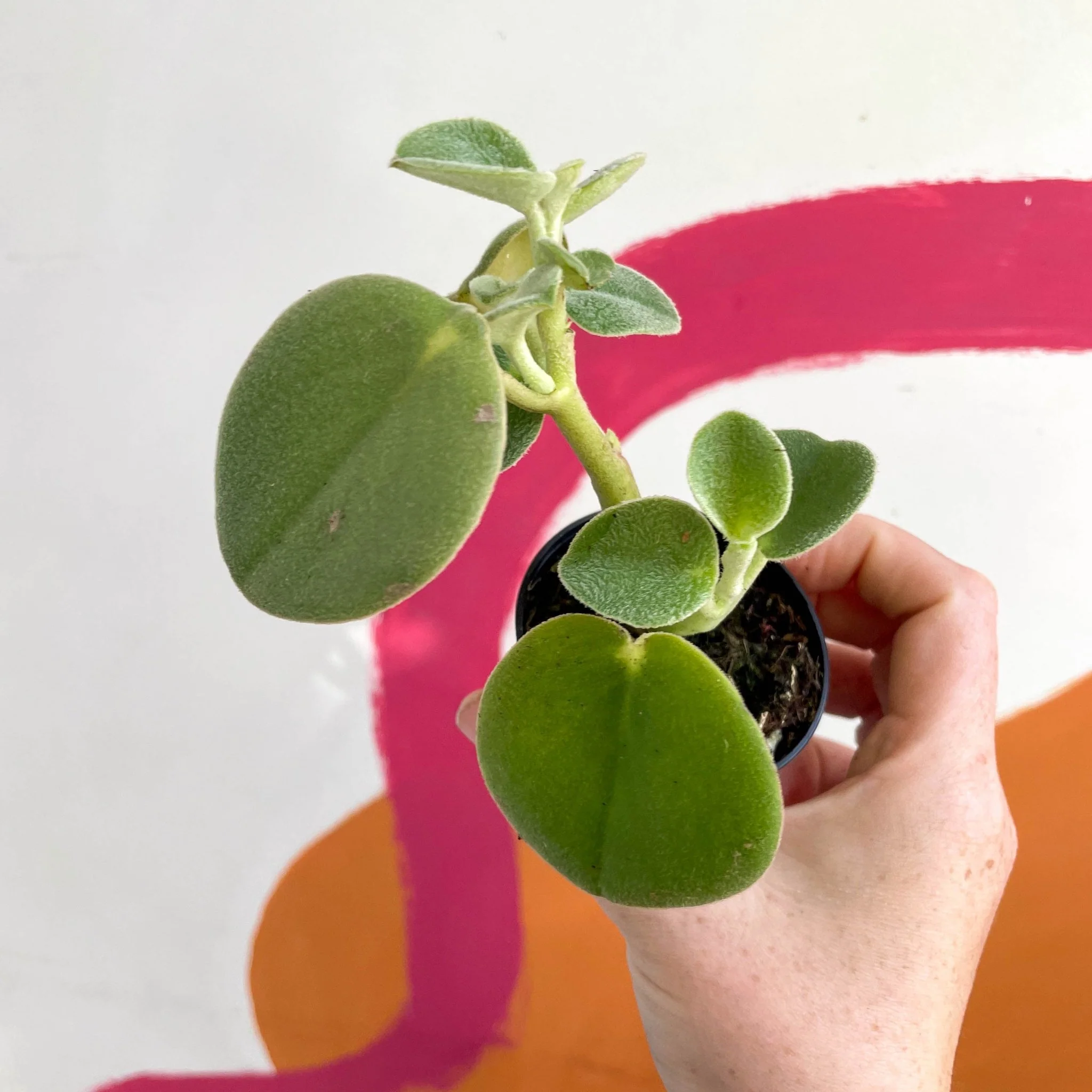Felted Pepperface - Peperomia incana - Welsh Grown - Image 4