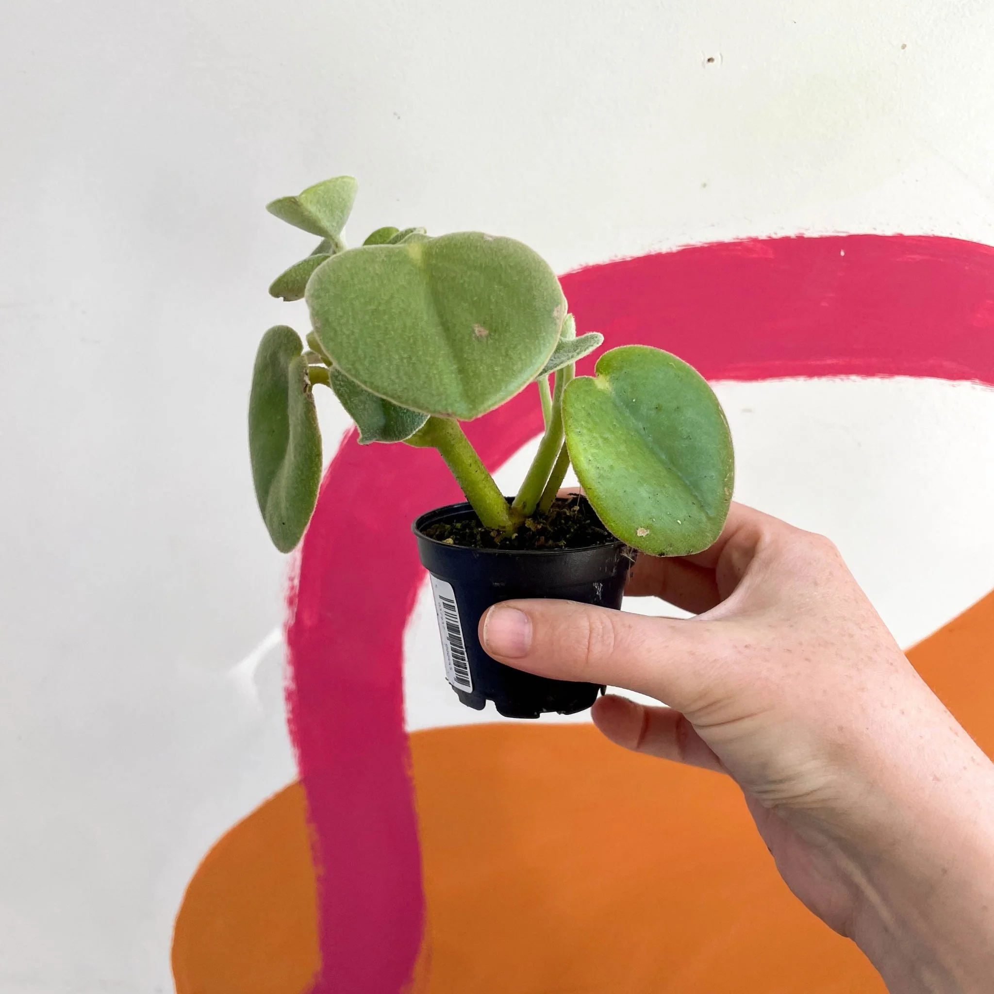 Felted Pepperface - Peperomia incana - Welsh Grown - Image 5
