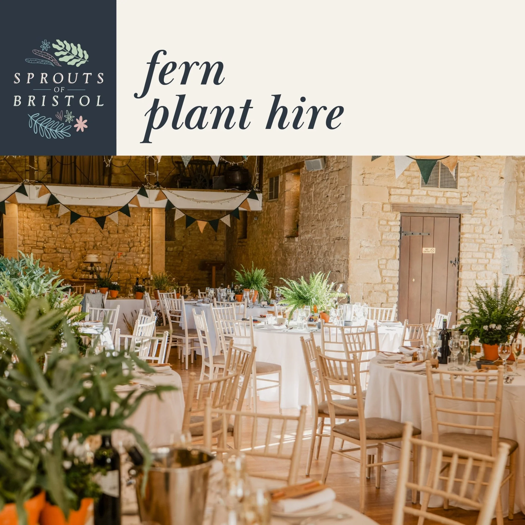 Fern Plant Hire – Woodland Greenery