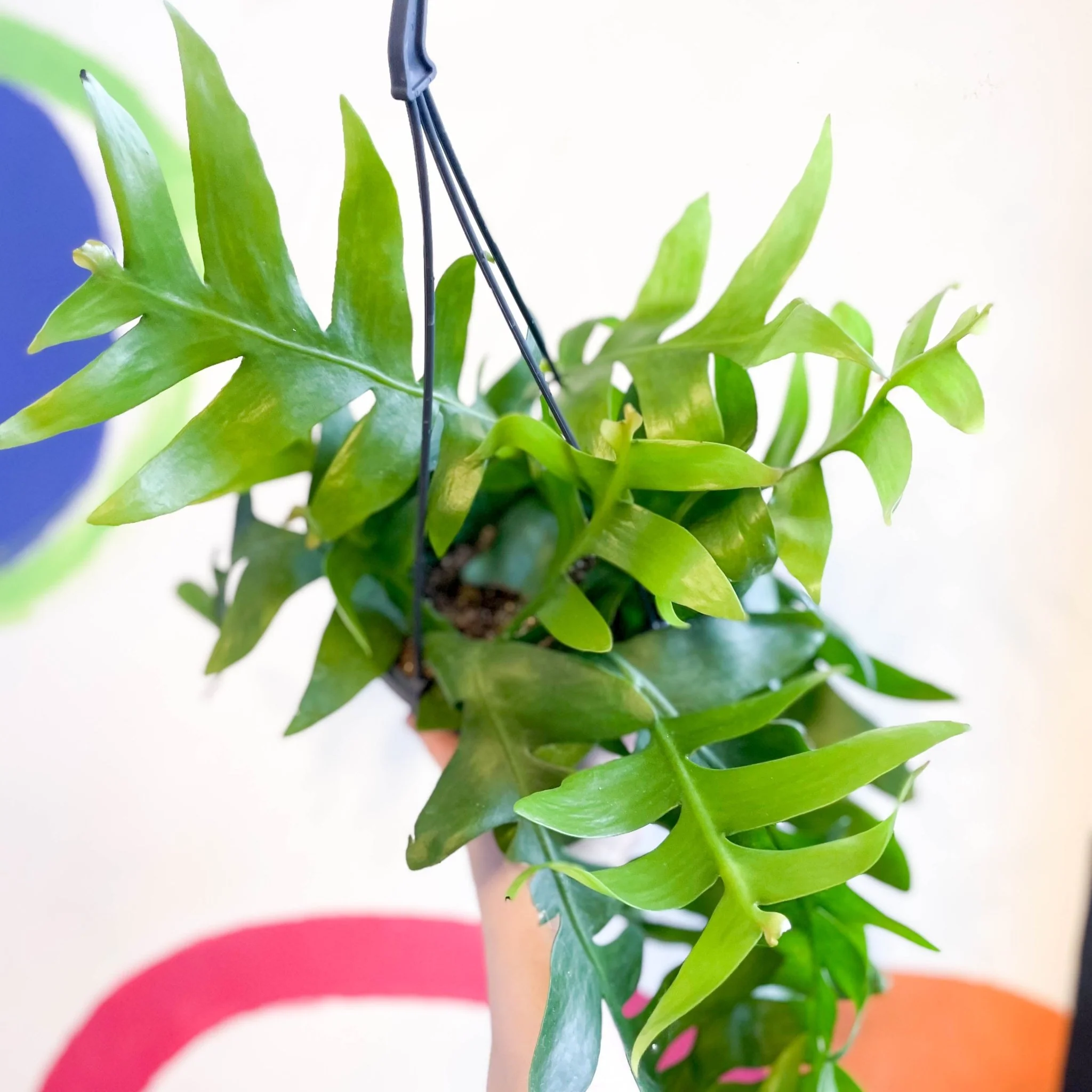 Epiphyllum chrysocardium - Fernleaf Cactus