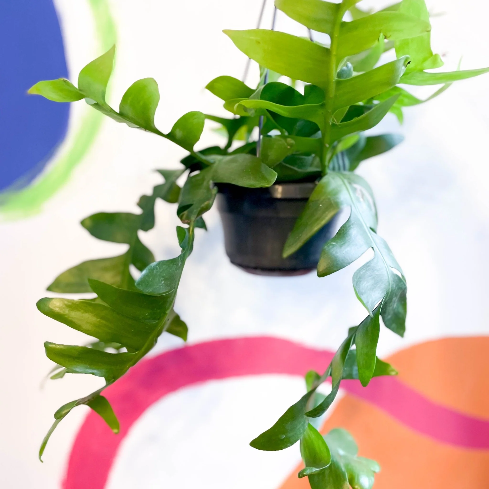 Epiphyllum chrysocardium - Fernleaf Cactus - Image 2