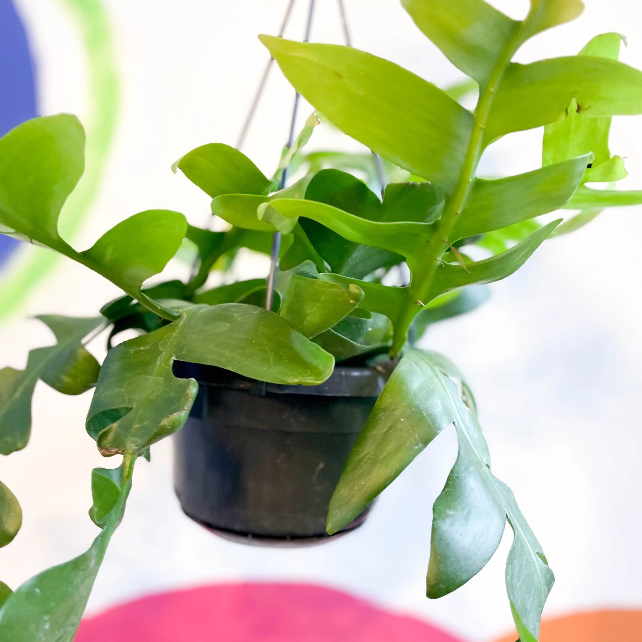 Epiphyllum chrysocardium - Fernleaf Cactus - Image 3