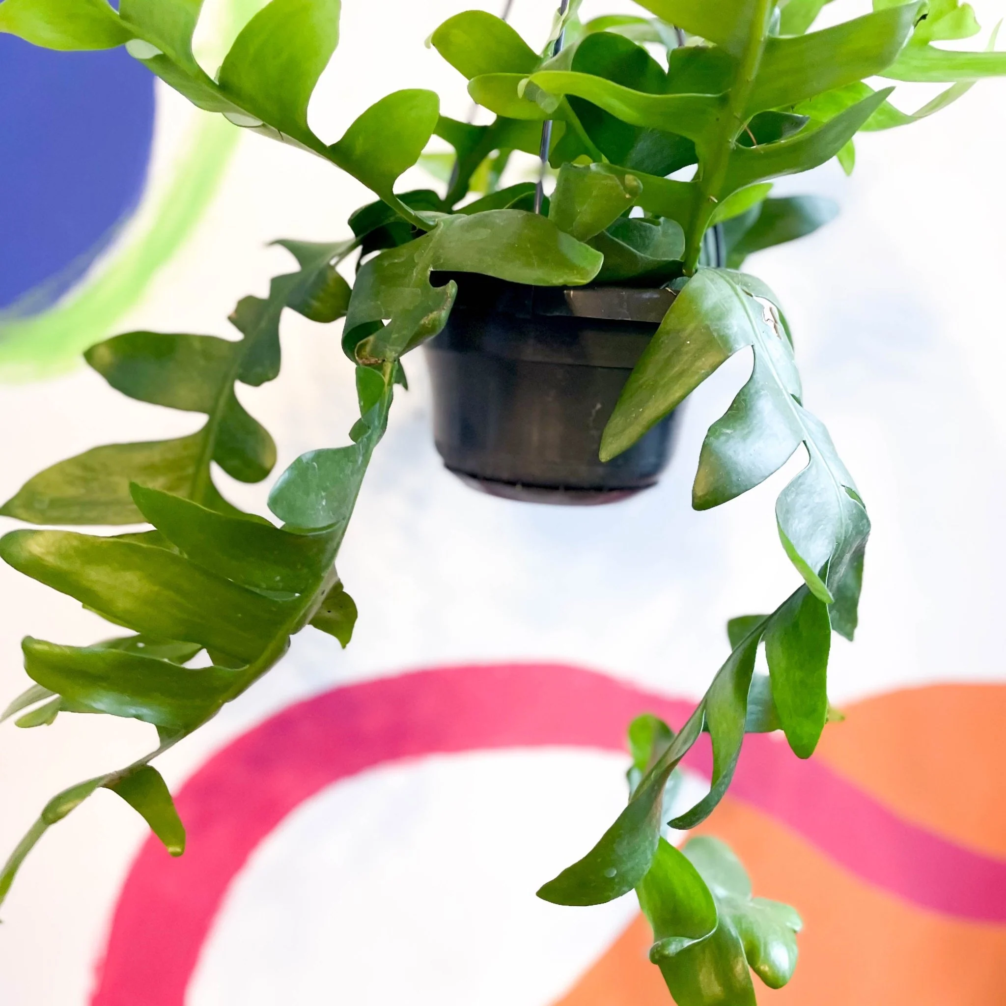 Epiphyllum chrysocardium - Fernleaf Cactus - Image 4
