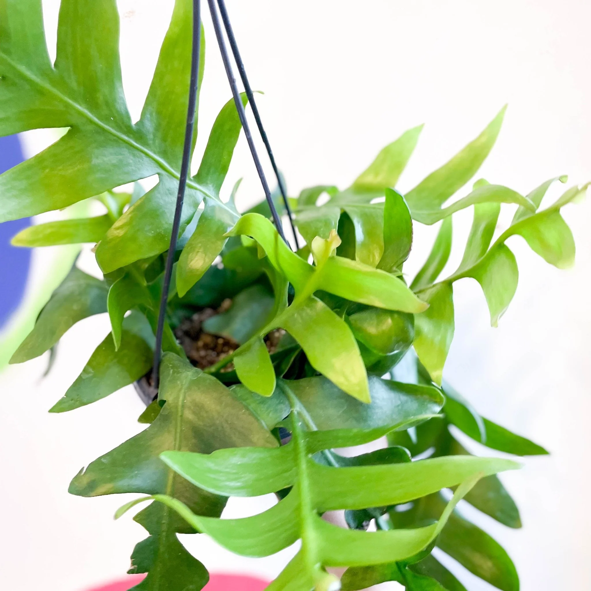 Epiphyllum chrysocardium - Fernleaf Cactus - Image 5