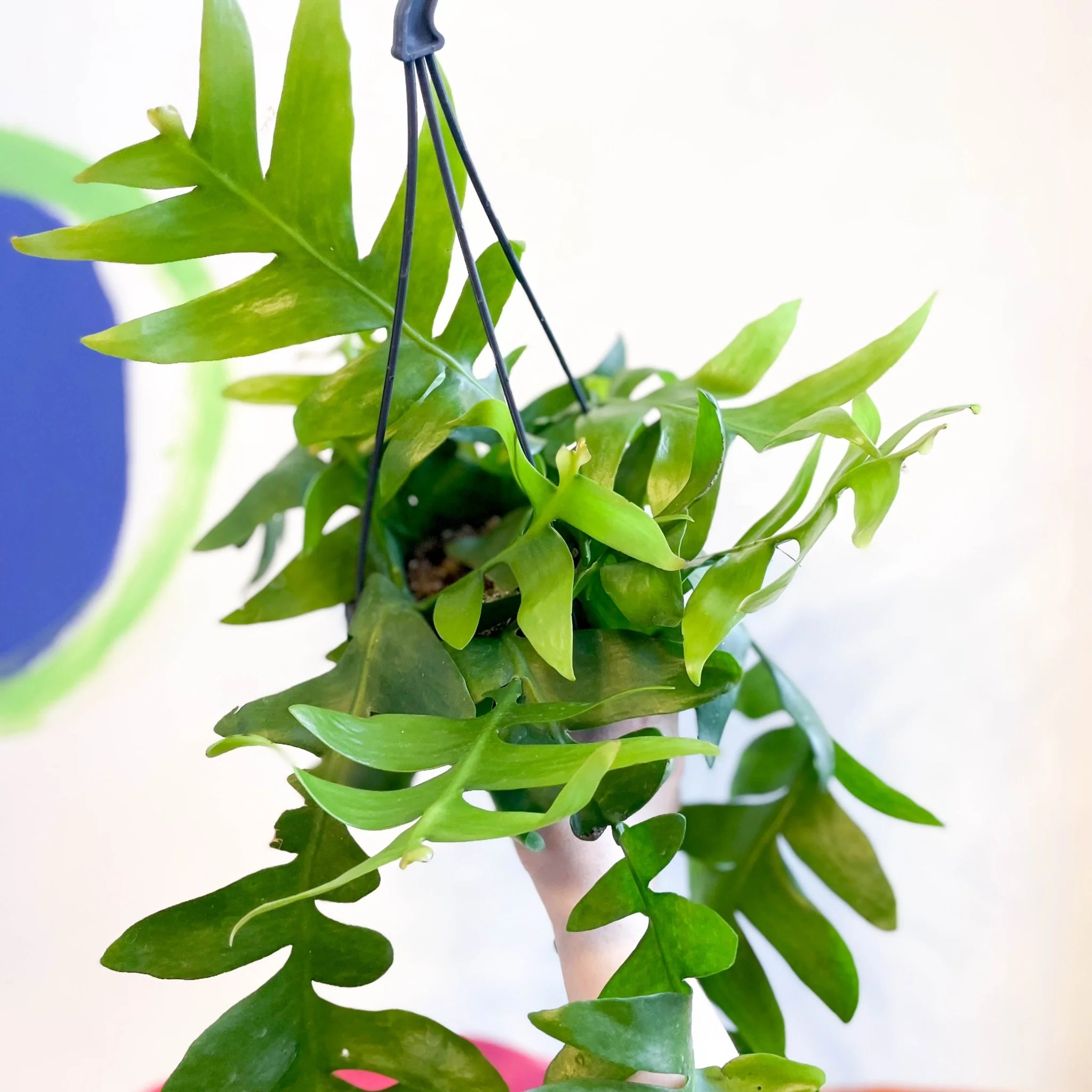Epiphyllum chrysocardium - Fernleaf Cactus - Image 6
