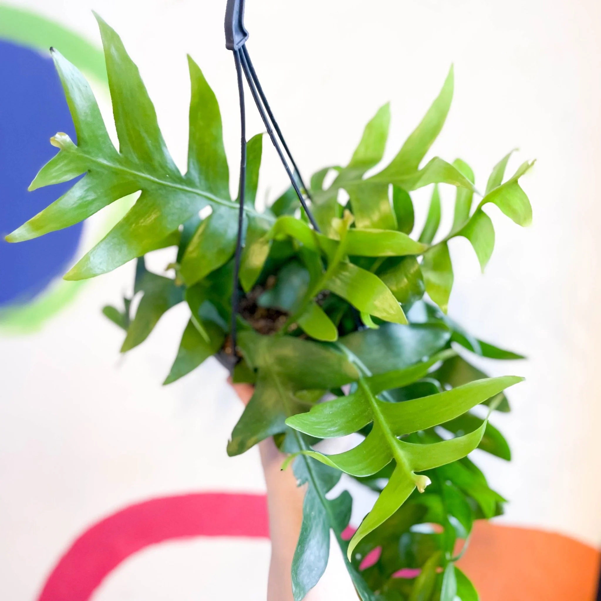 Epiphyllum chrysocardium - Fernleaf Cactus - Image 7