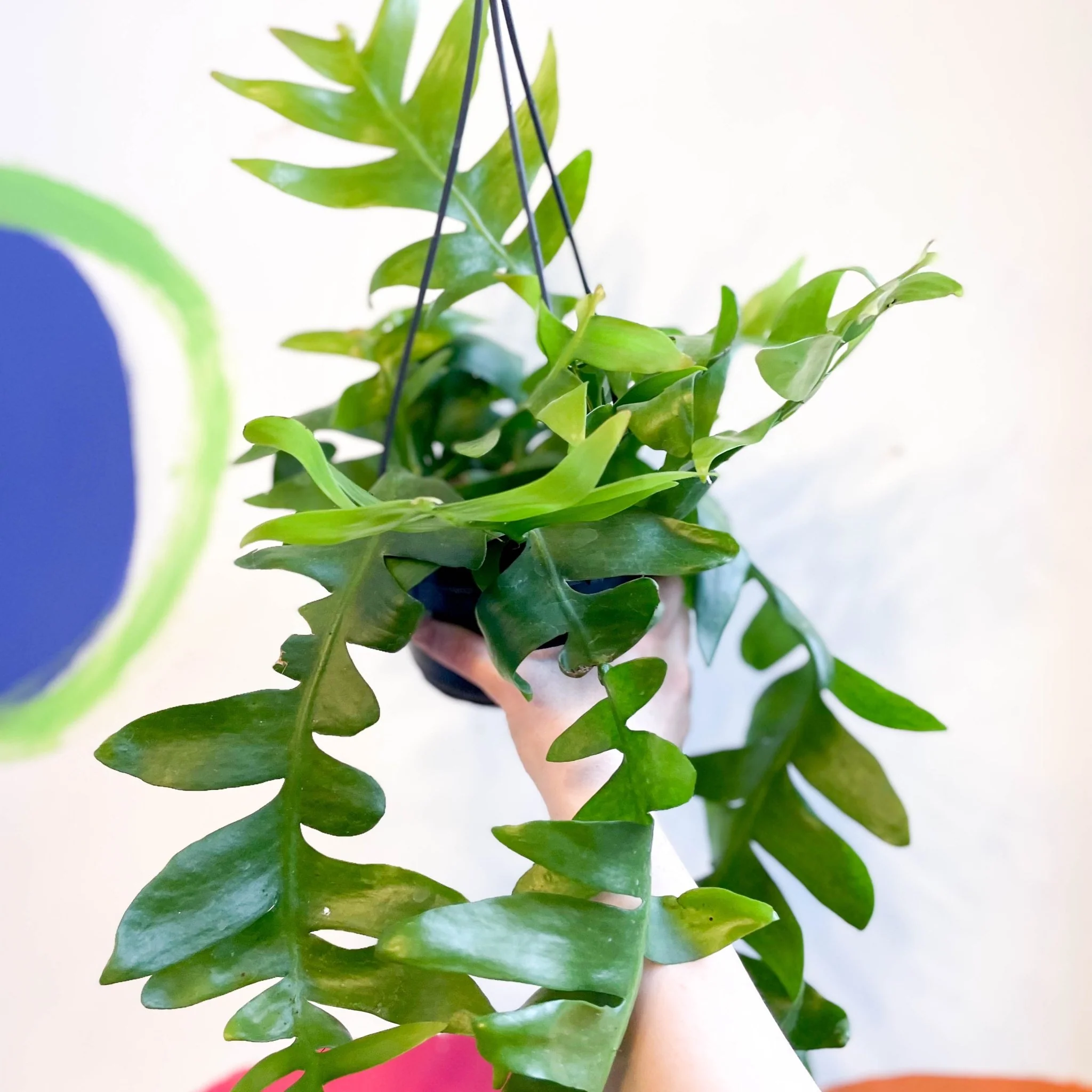 Epiphyllum chrysocardium - Fernleaf Cactus - Image 8