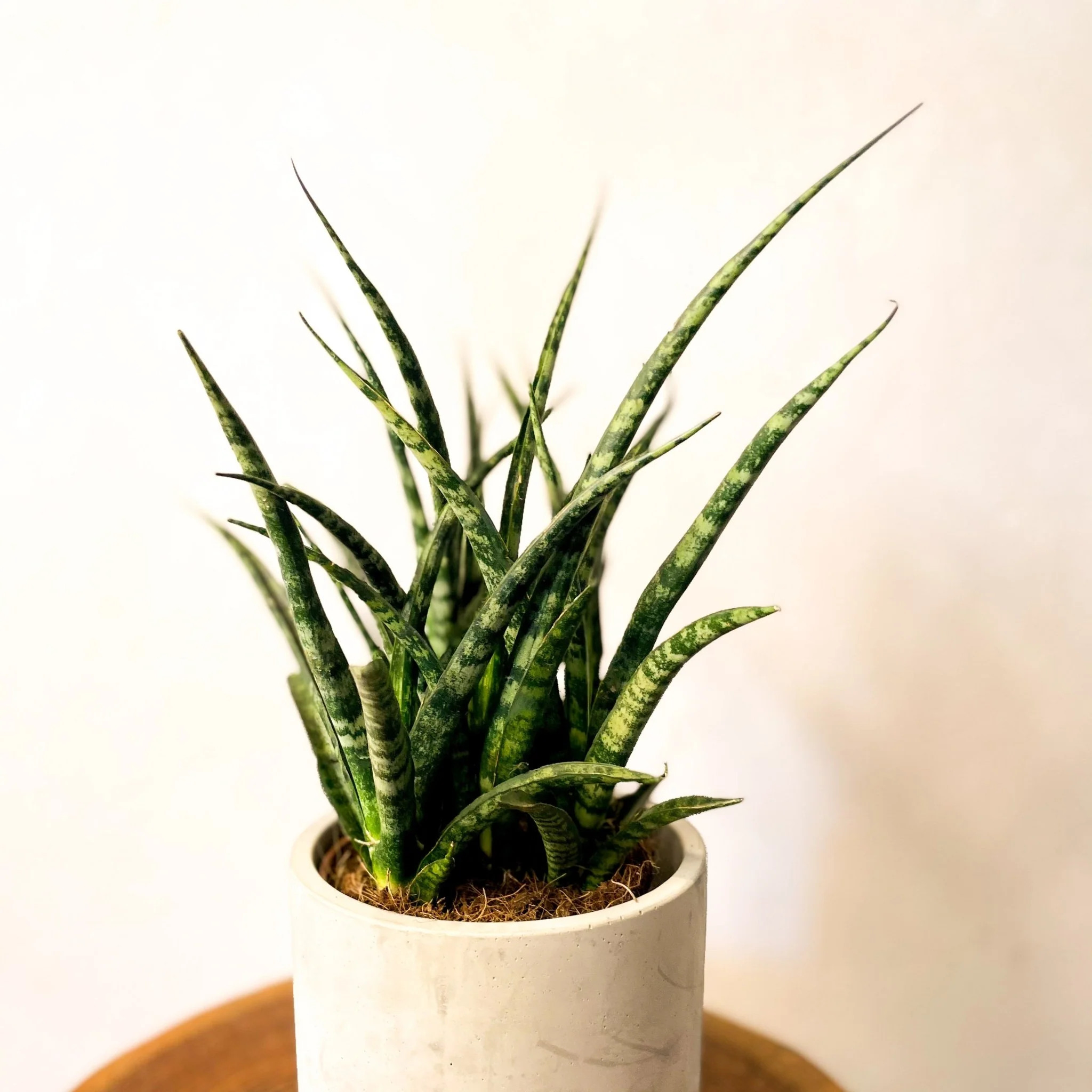 Sansevieria ‘Fernwood Punk’ – Fernwood Snake Plant