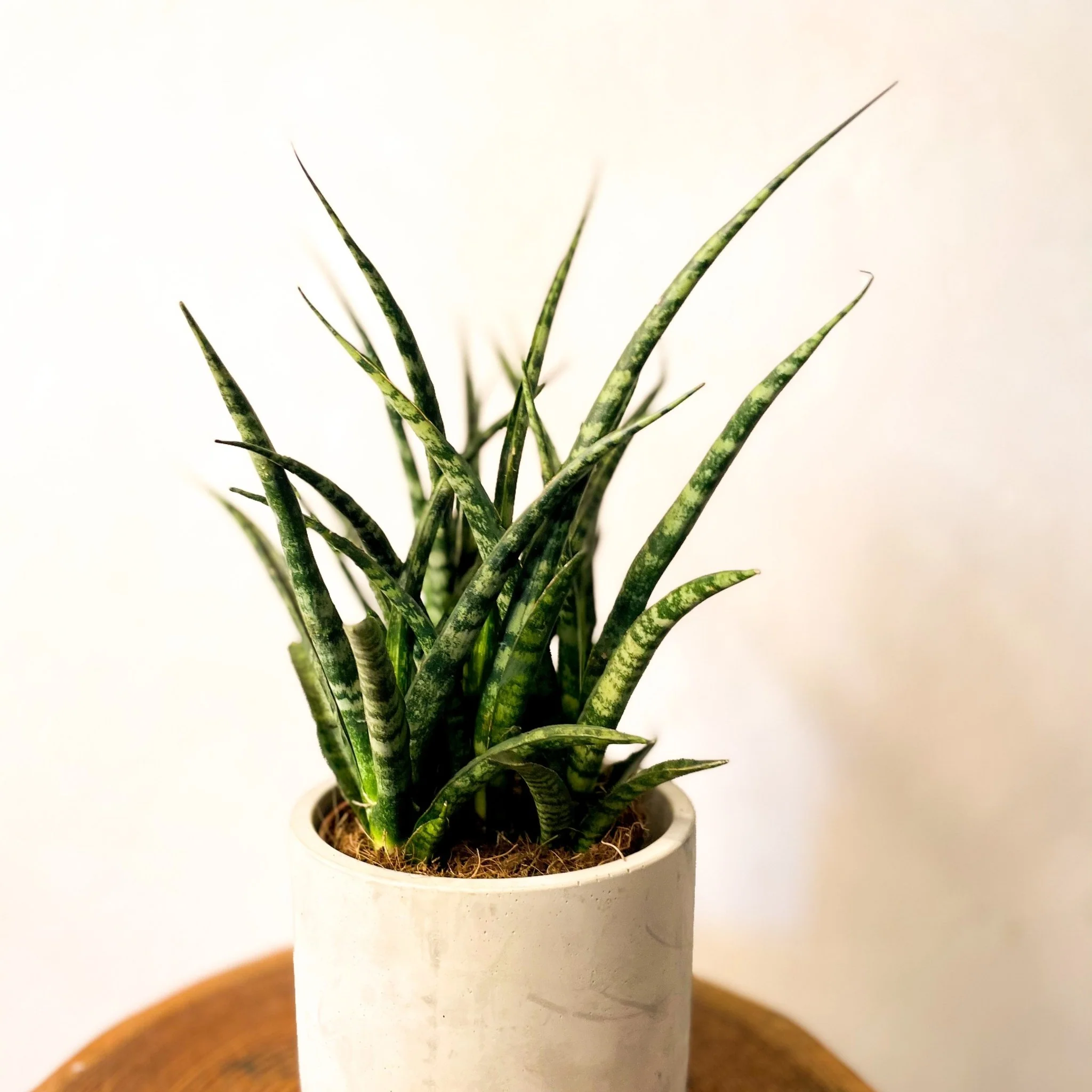 Sansevieria ‘Fernwood Punk’ – Fernwood Snake Plant - Image 2