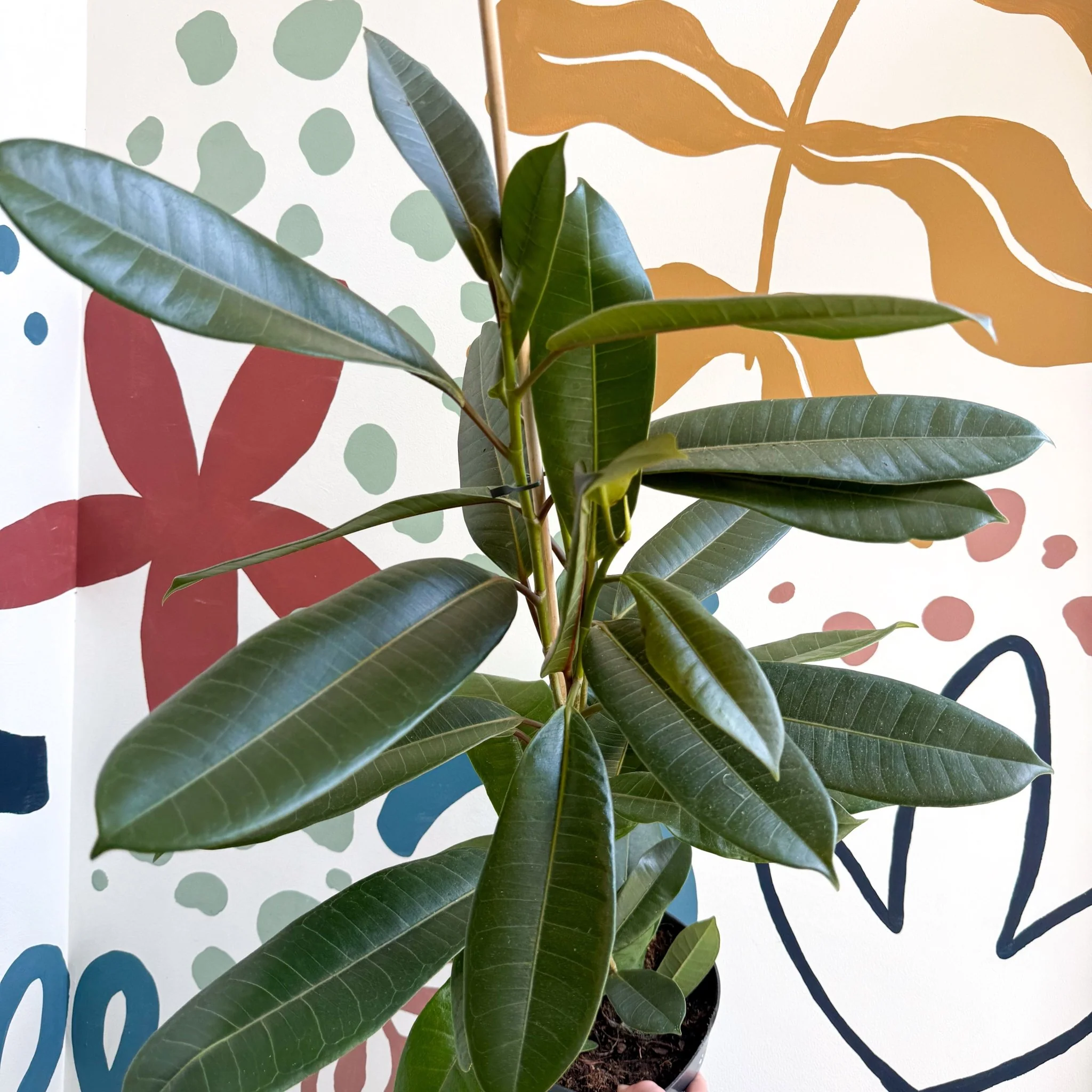 Ficus americana 'Tresor'