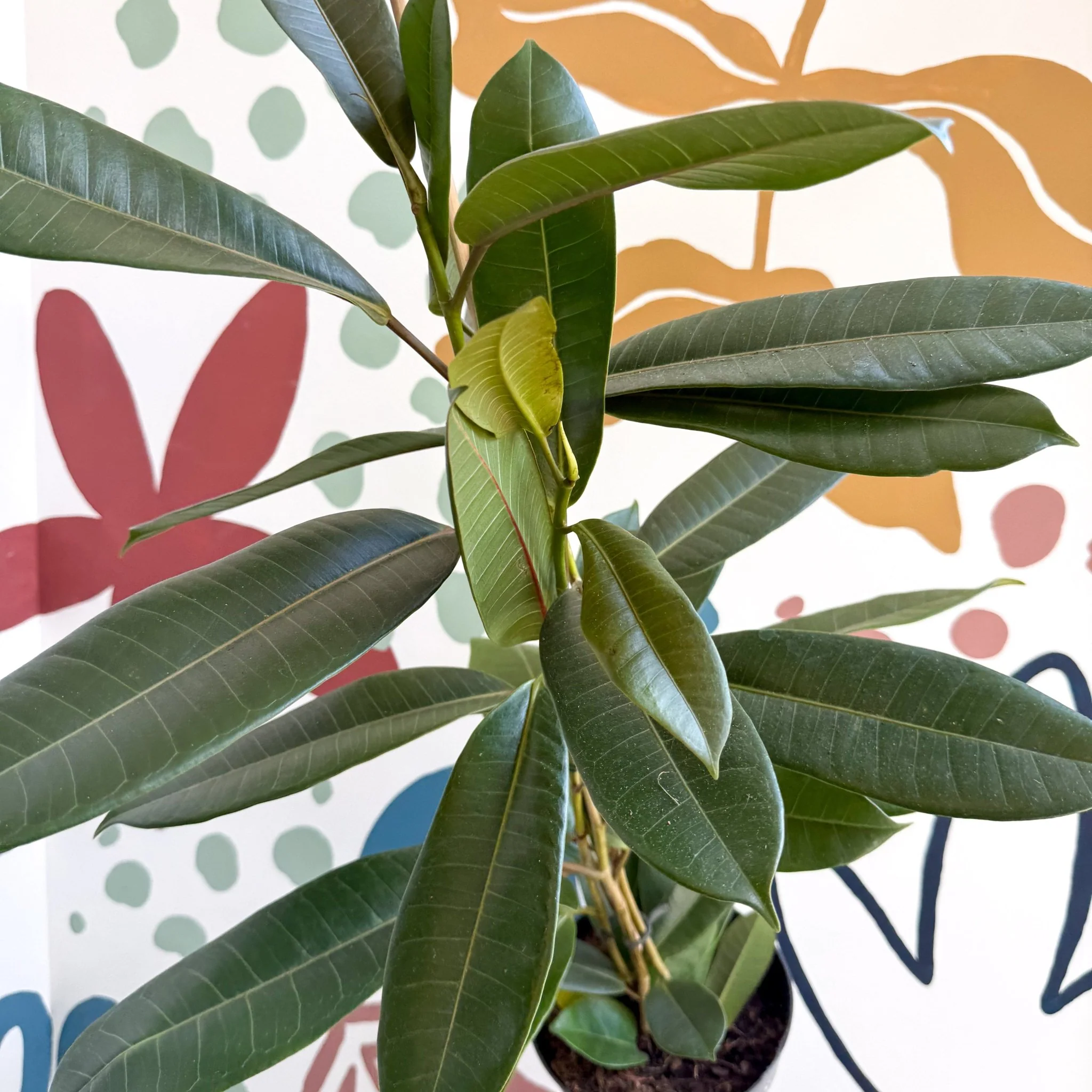 Ficus americana 'Tresor' - Image 10