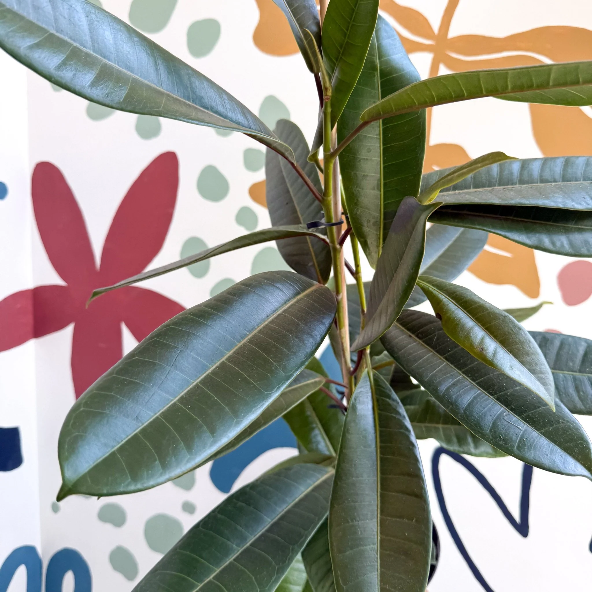 Ficus americana 'Tresor' - Image 11