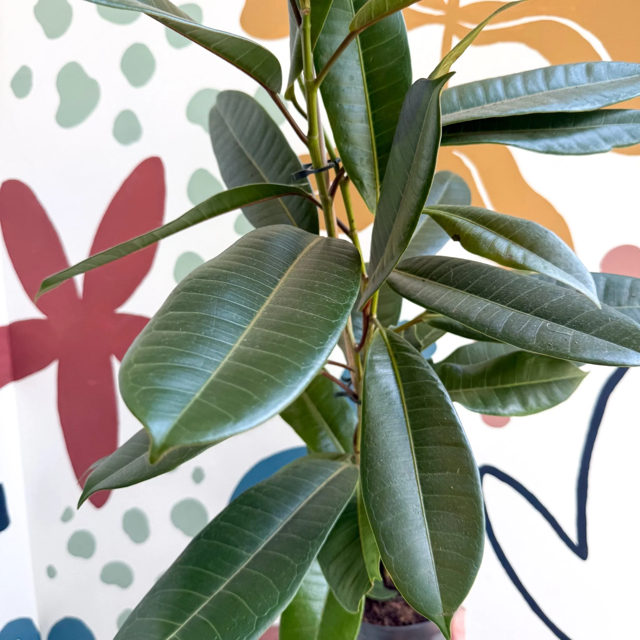 Ficus americana 'Tresor' - Image 12