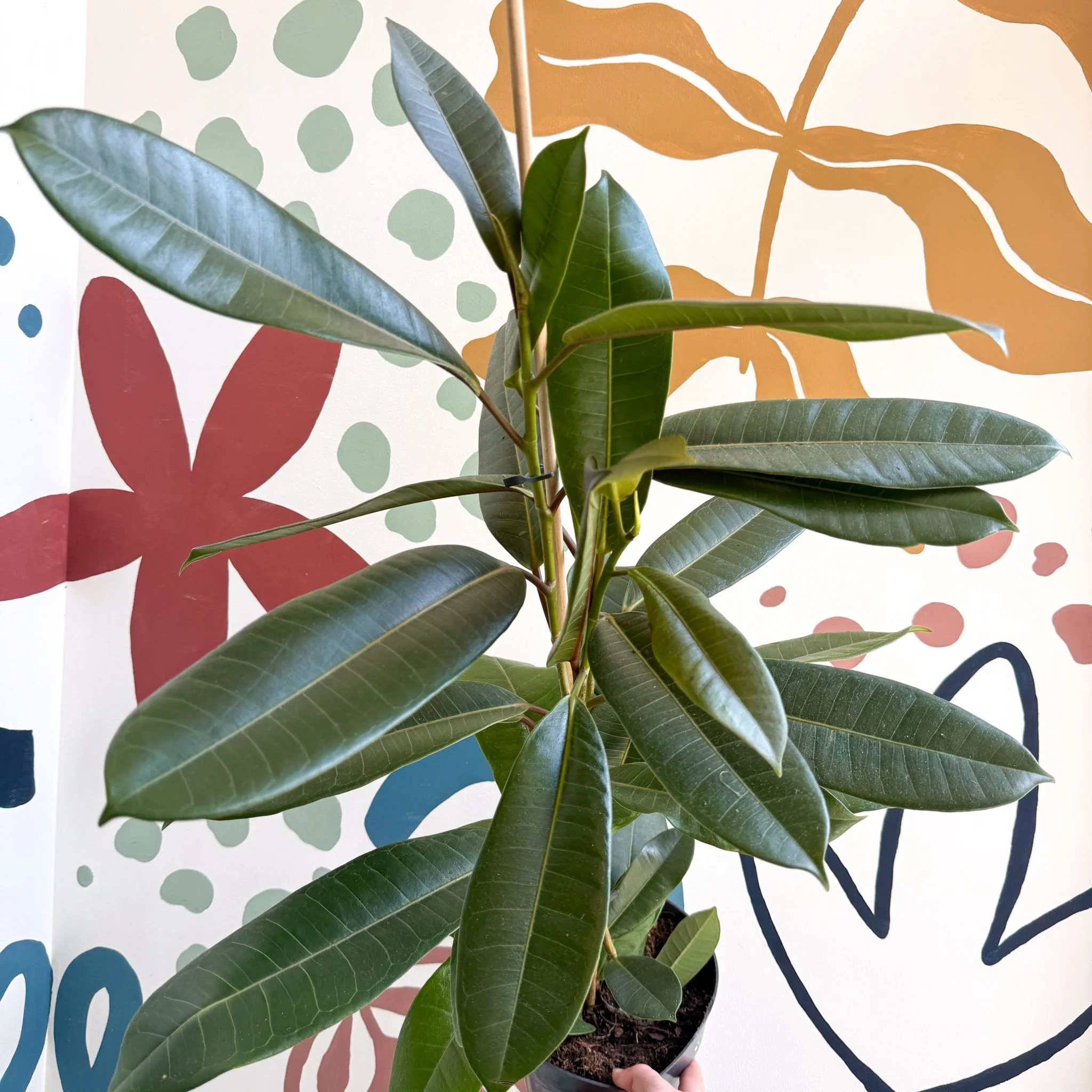 Ficus americana 'Tresor' - Image 2