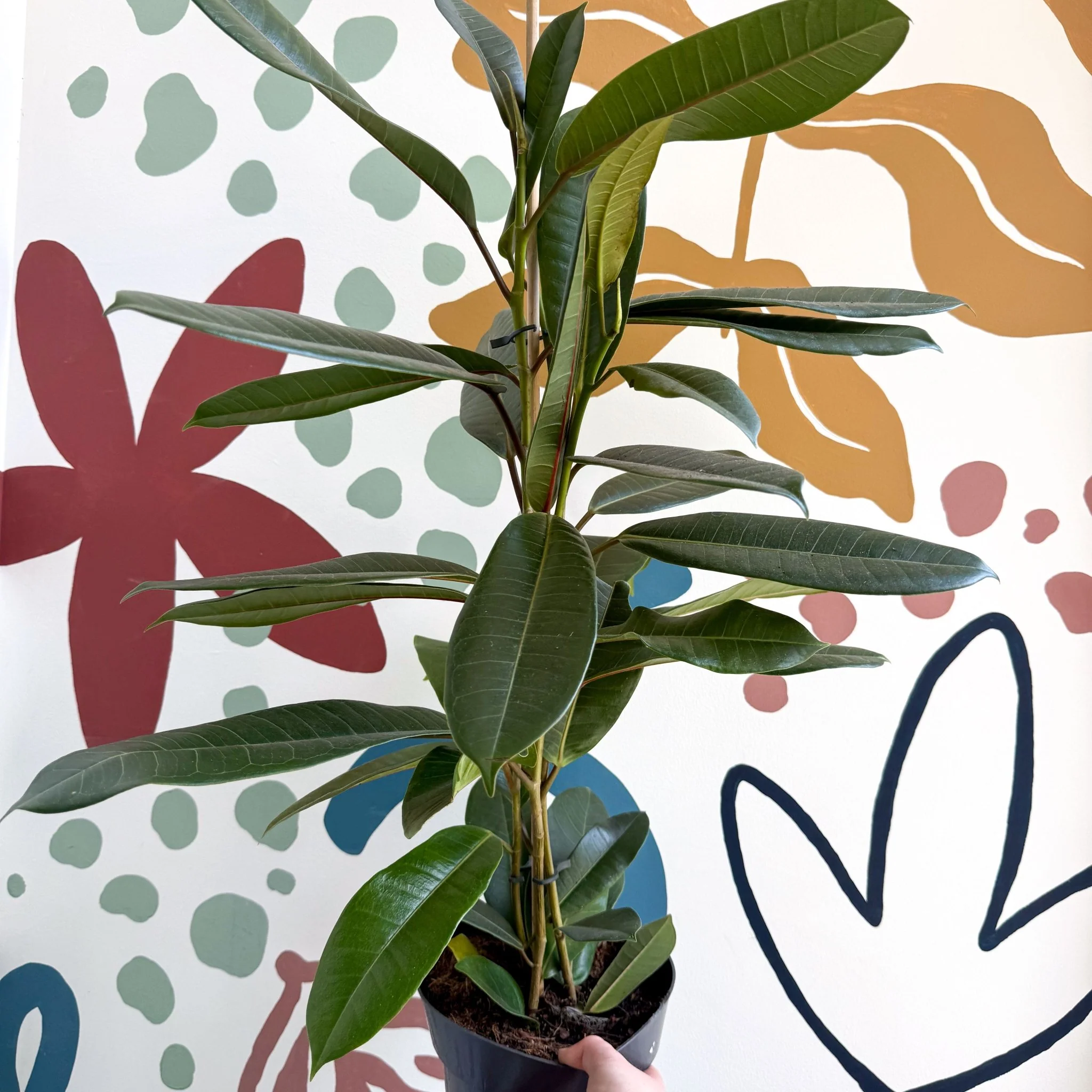 Ficus americana 'Tresor' - Image 3