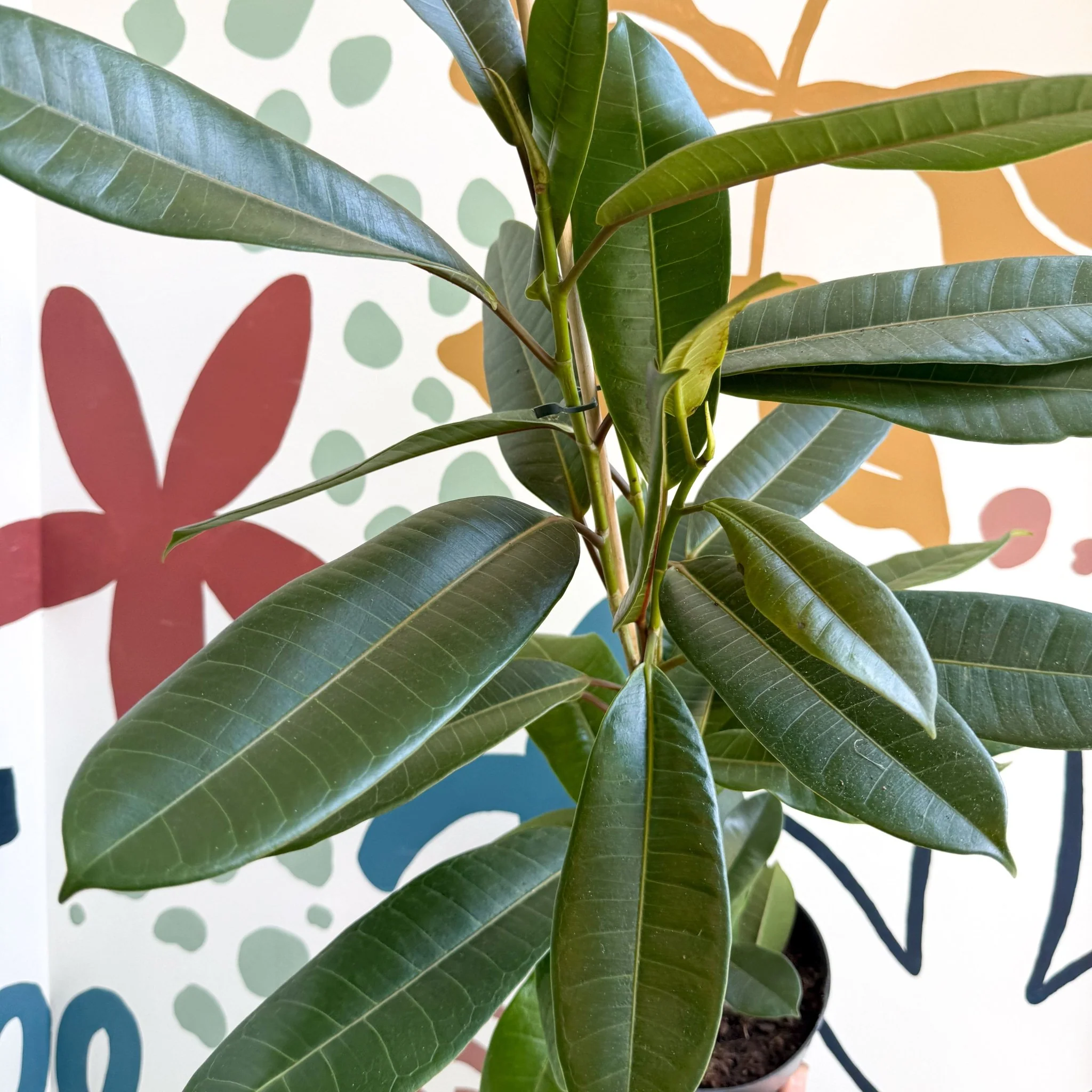 Ficus americana 'Tresor' - Image 4
