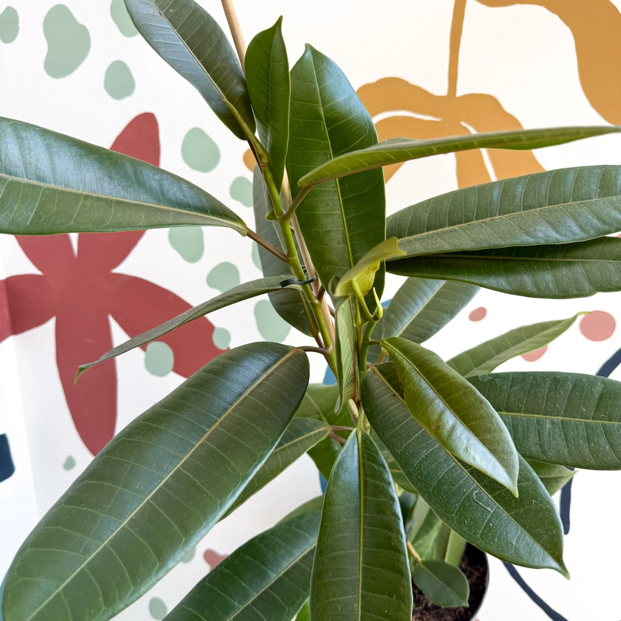 Ficus americana 'Tresor' - Image 5