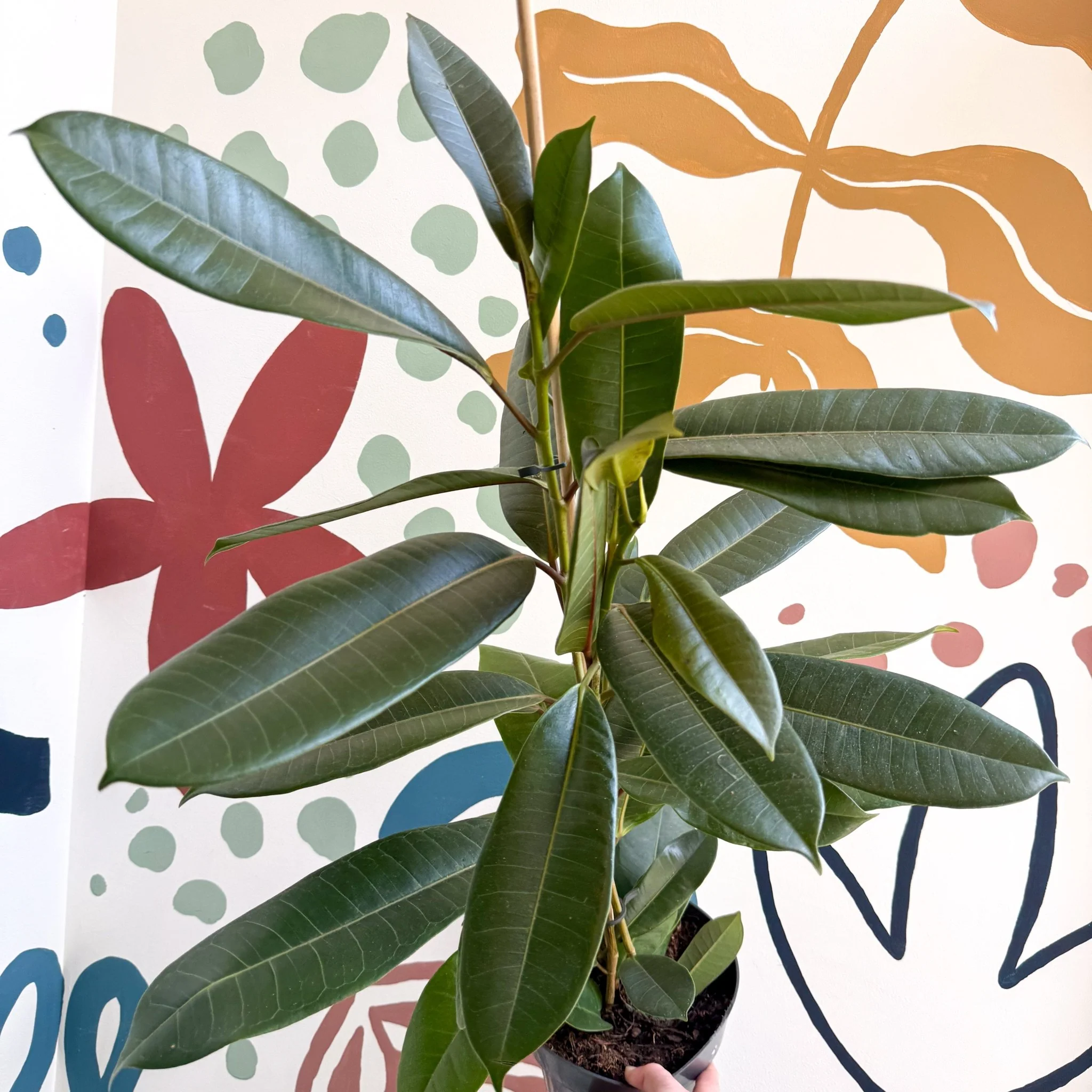 Ficus americana 'Tresor' - Image 6