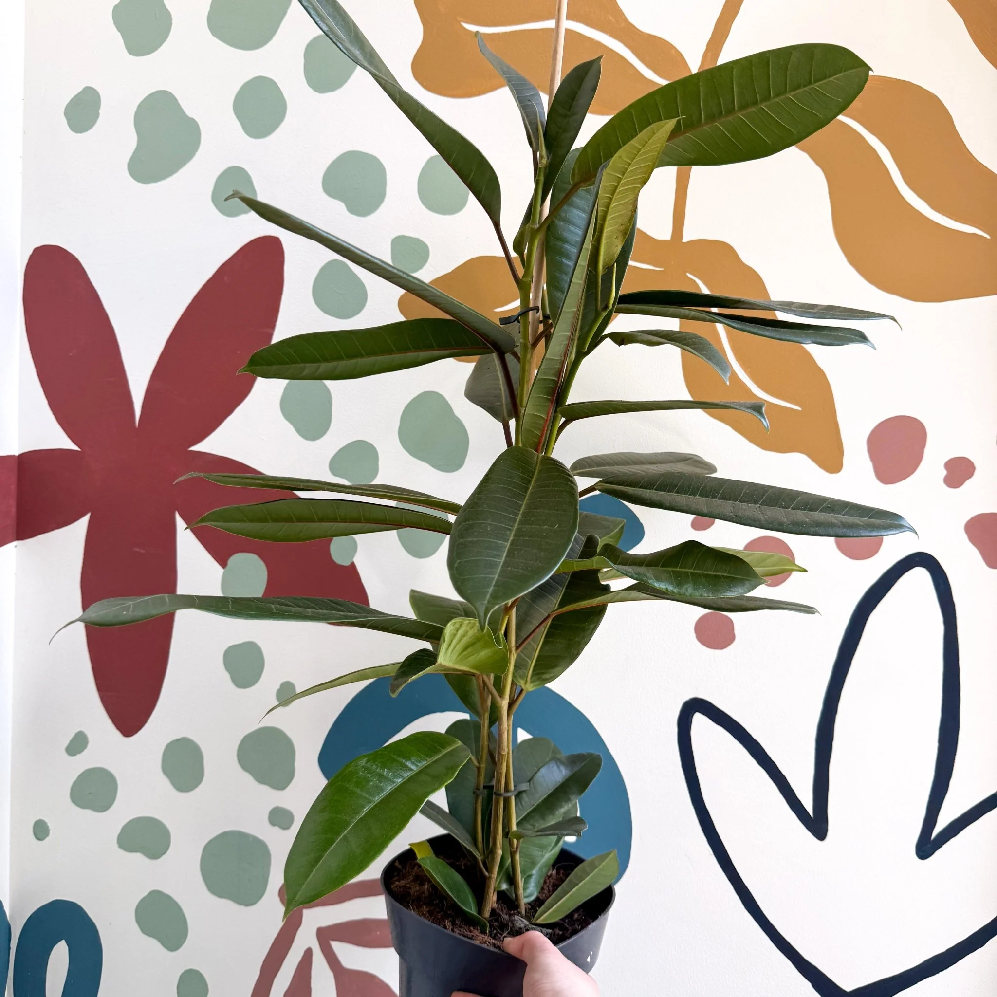 Ficus americana 'Tresor' - Image 7