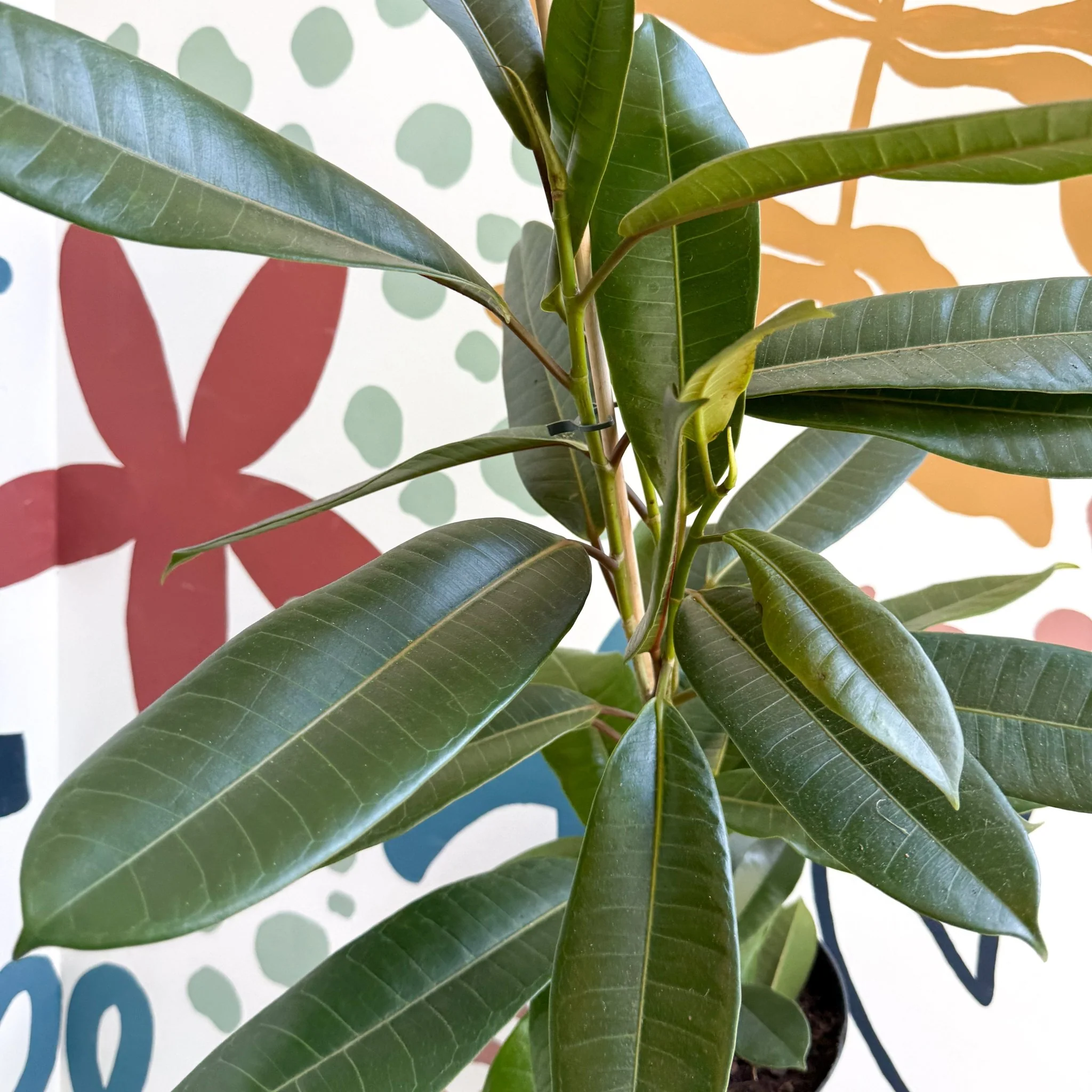 Ficus americana 'Tresor' - Image 8