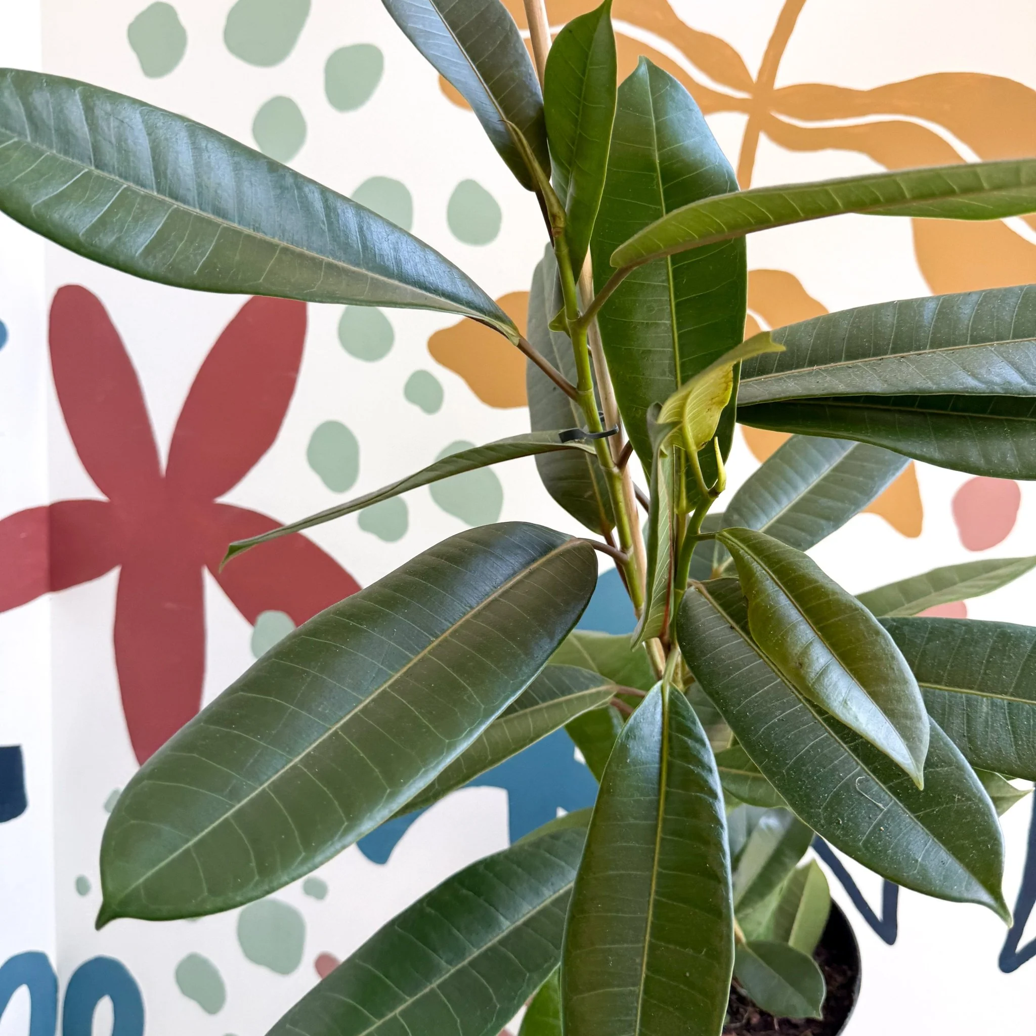 Ficus americana 'Tresor' - Image 9