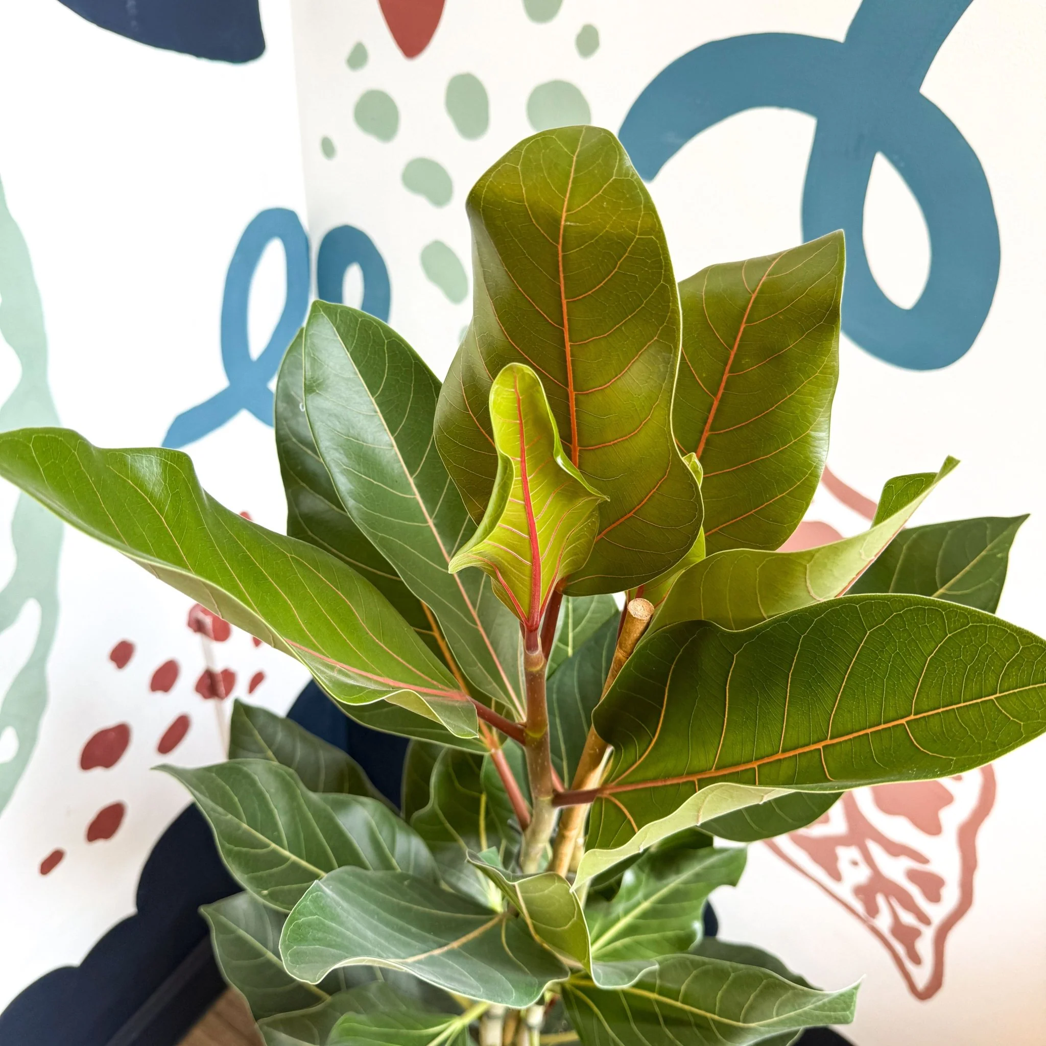 Ficus benghalensis ‘Joy' - Bengal Fig