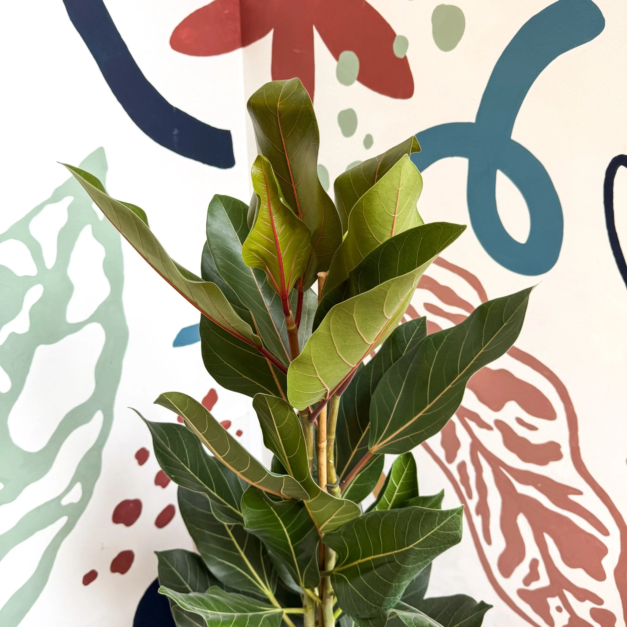 Ficus benghalensis ‘Joy' - Bengal Fig - Image 10