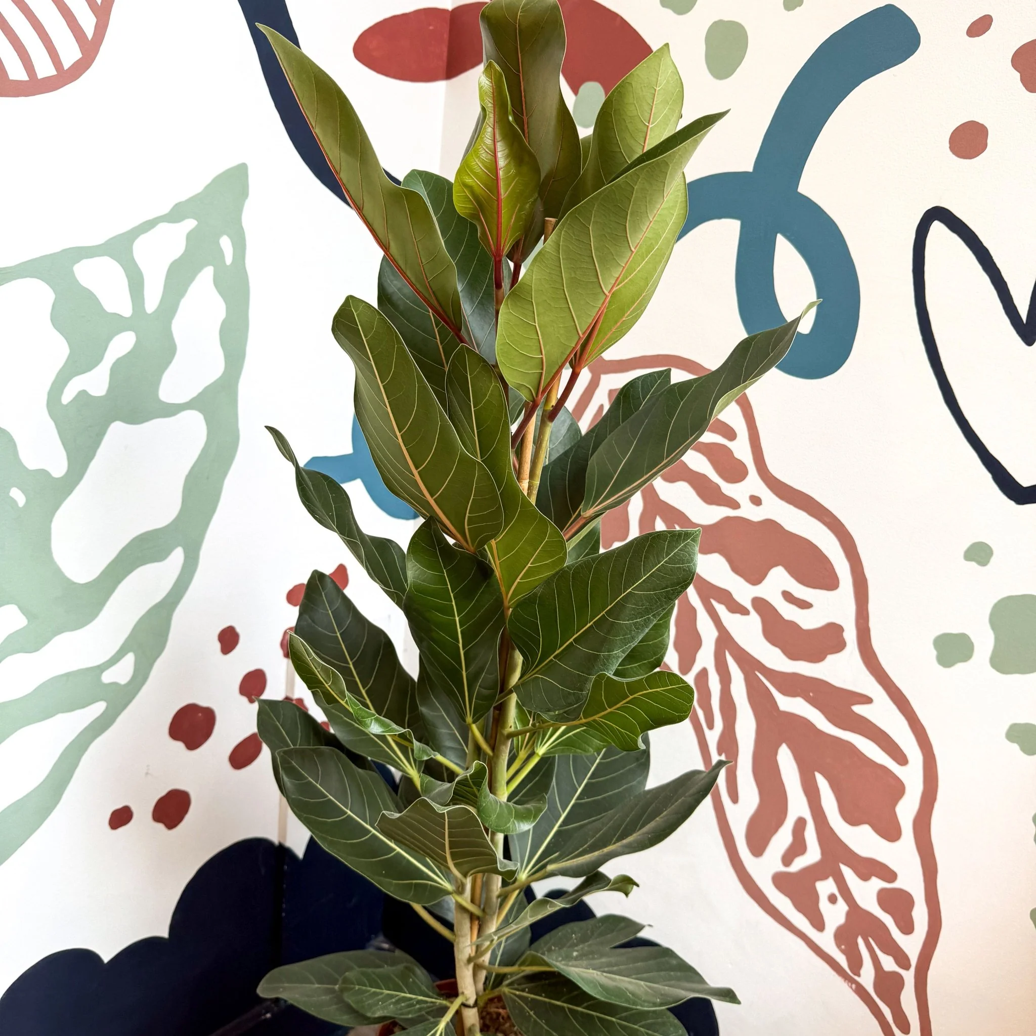Ficus benghalensis ‘Joy' - Bengal Fig - Image 11