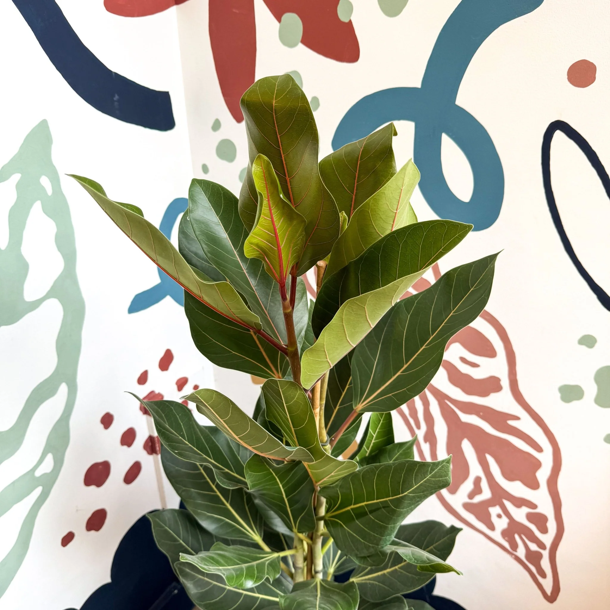 Ficus benghalensis ‘Joy' - Bengal Fig - Image 2