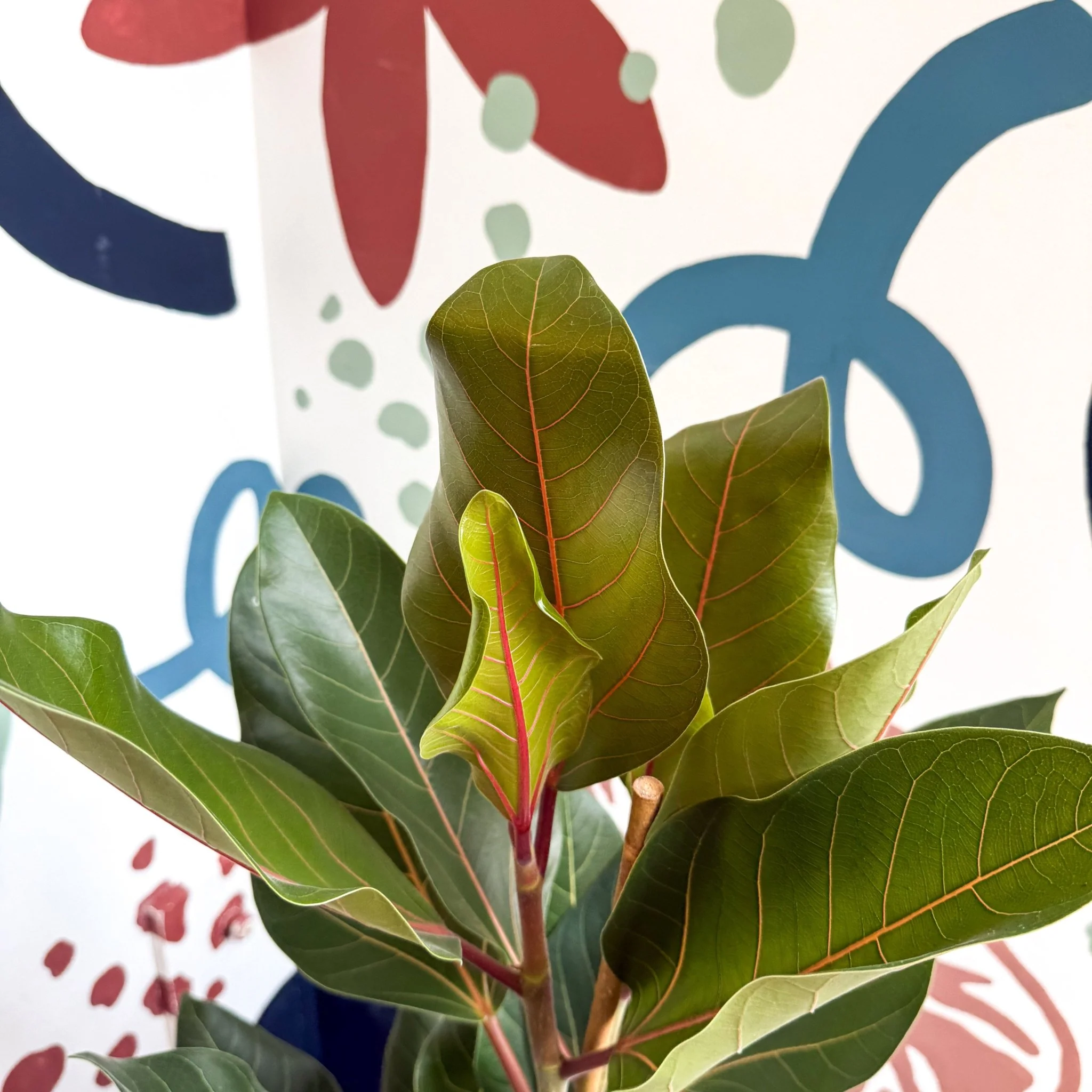 Ficus benghalensis ‘Joy' - Bengal Fig - Image 5