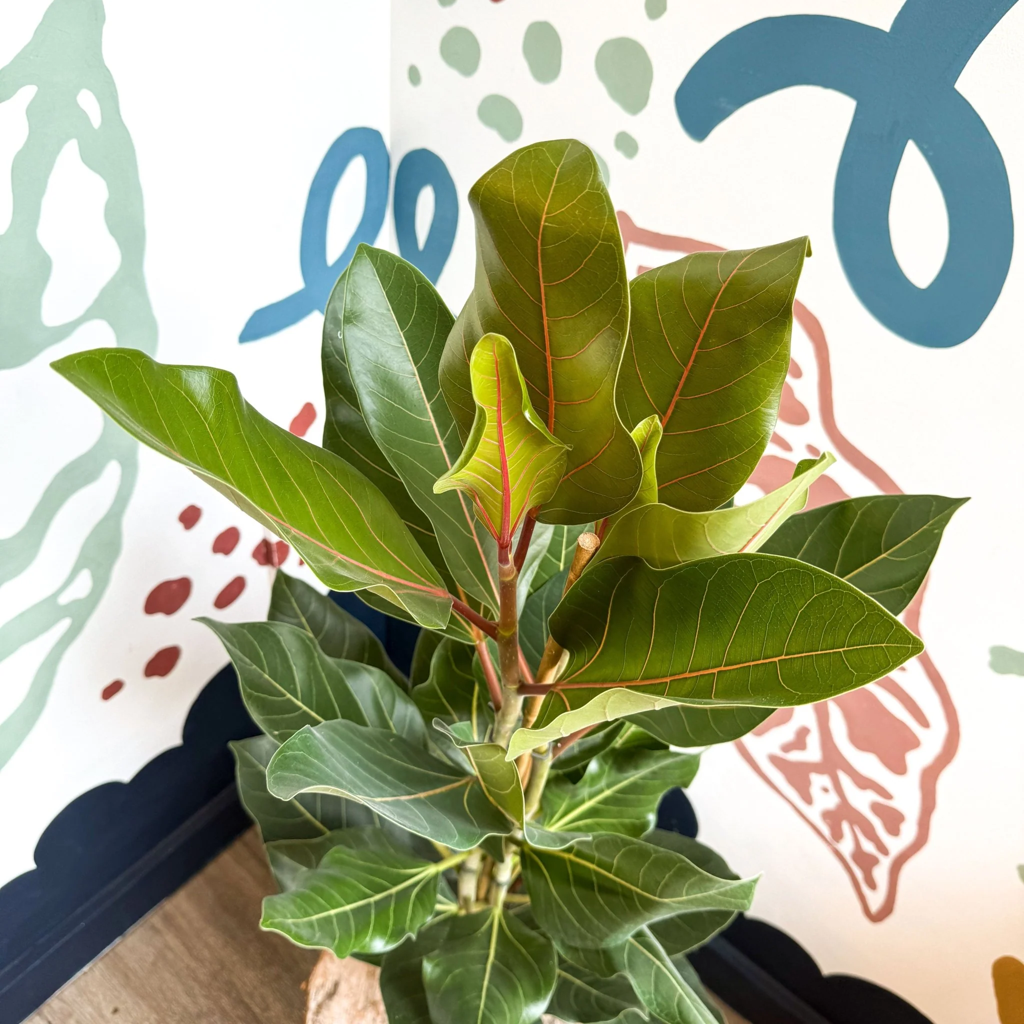 Ficus benghalensis ‘Joy' - Bengal Fig - Image 6