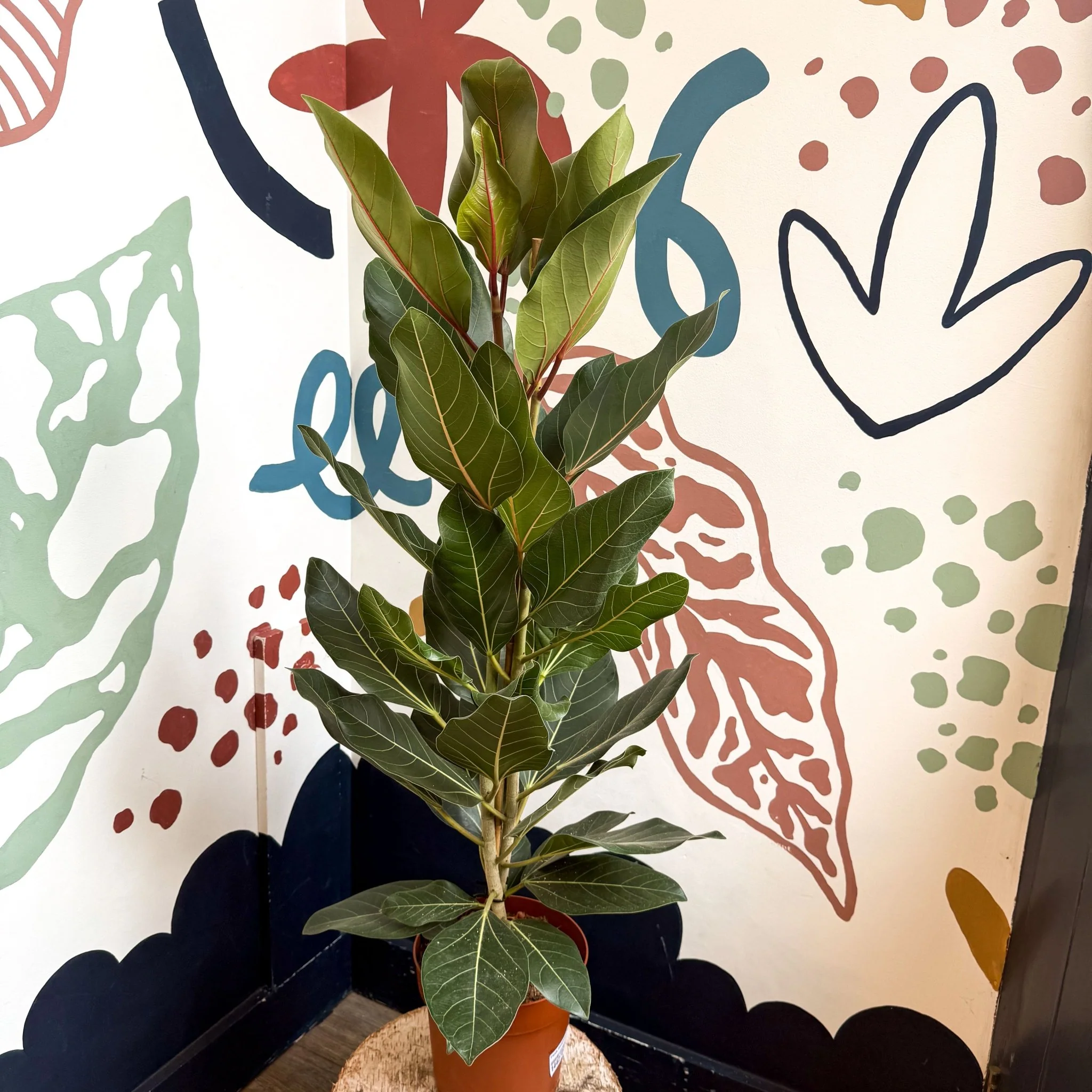 Ficus benghalensis ‘Joy' - Bengal Fig - Image 7