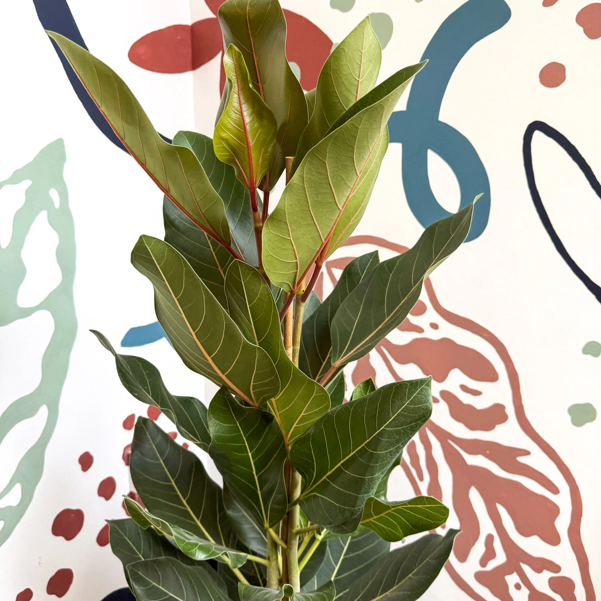 Ficus benghalensis ‘Joy' - Bengal Fig - Image 9