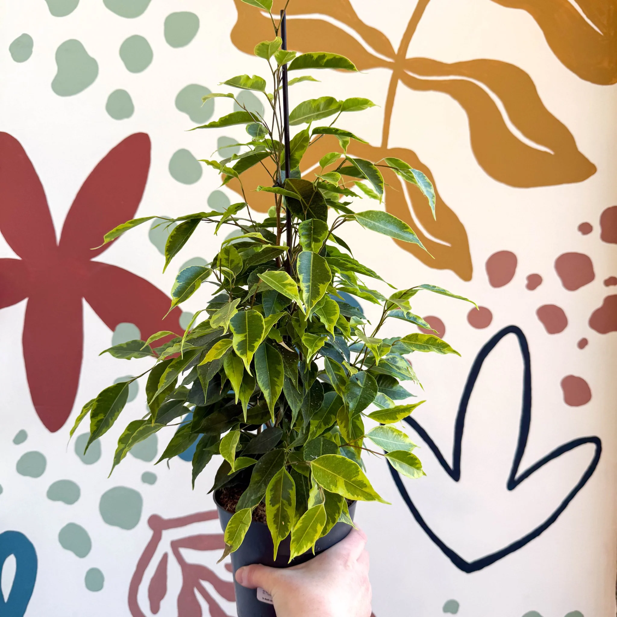 Ficus benjamina 'Anastasia' - Weeping Fig - Image 3