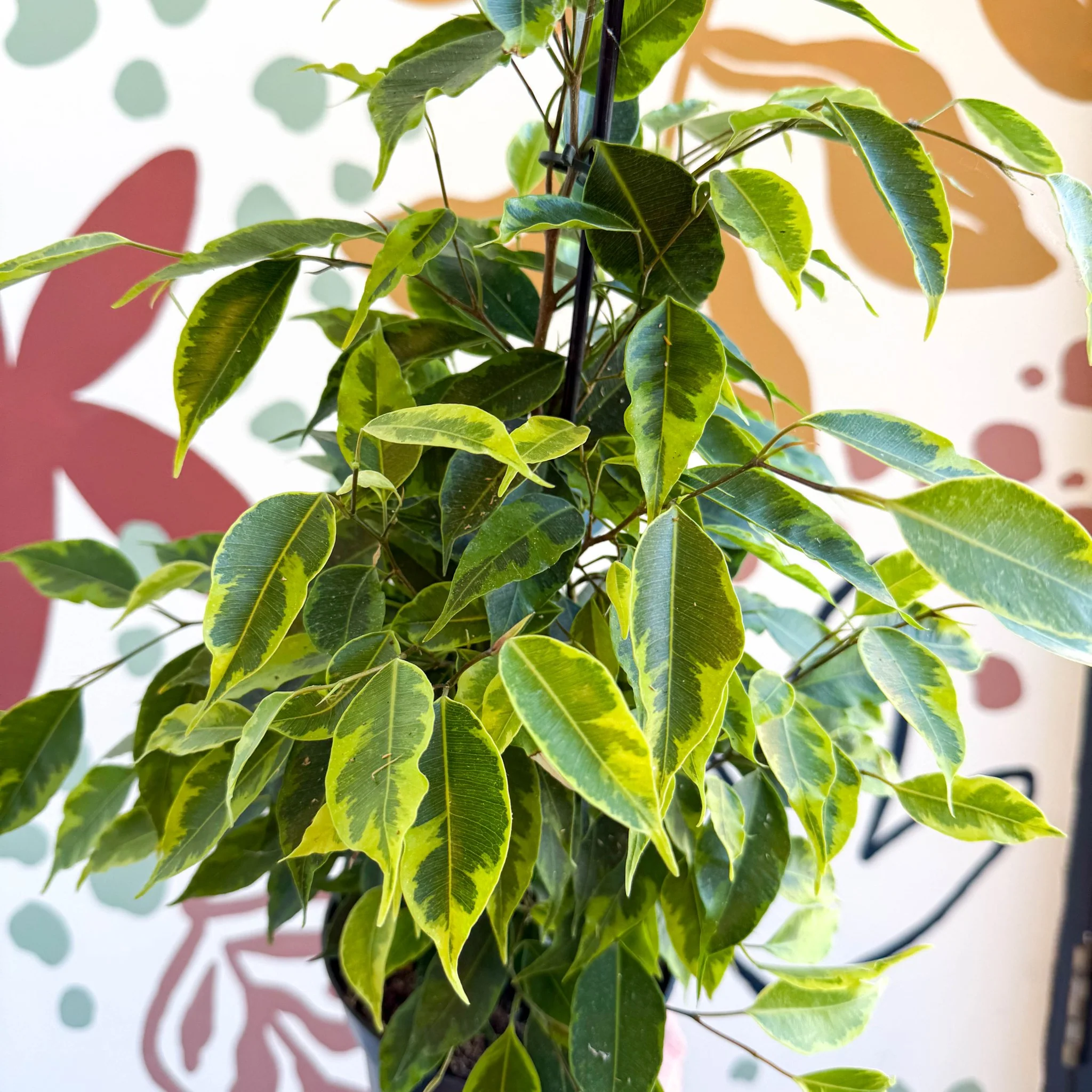 Ficus benjamina 'Anastasia' - Weeping Fig - Image 4