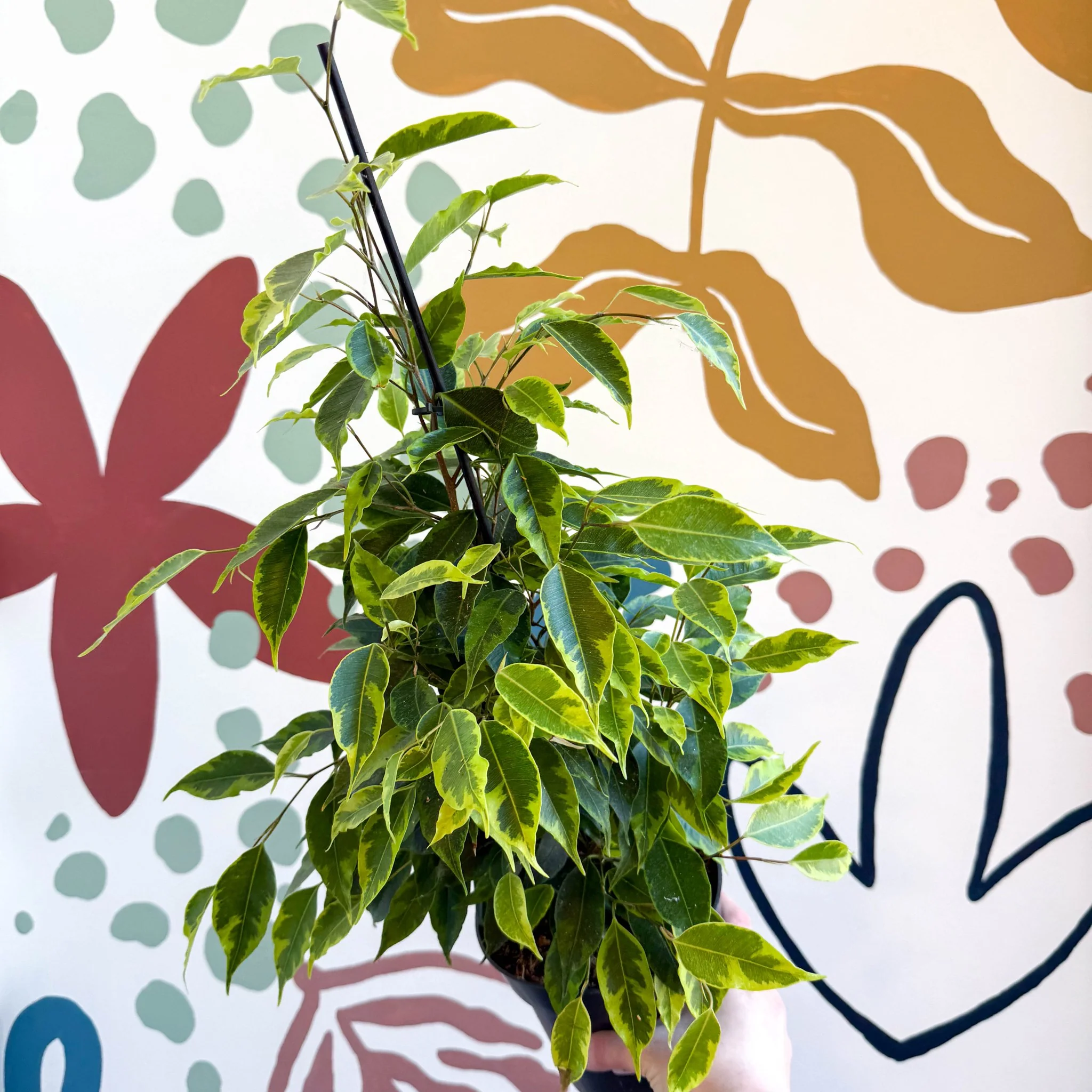 Ficus benjamina 'Anastasia' - Weeping Fig - Image 5