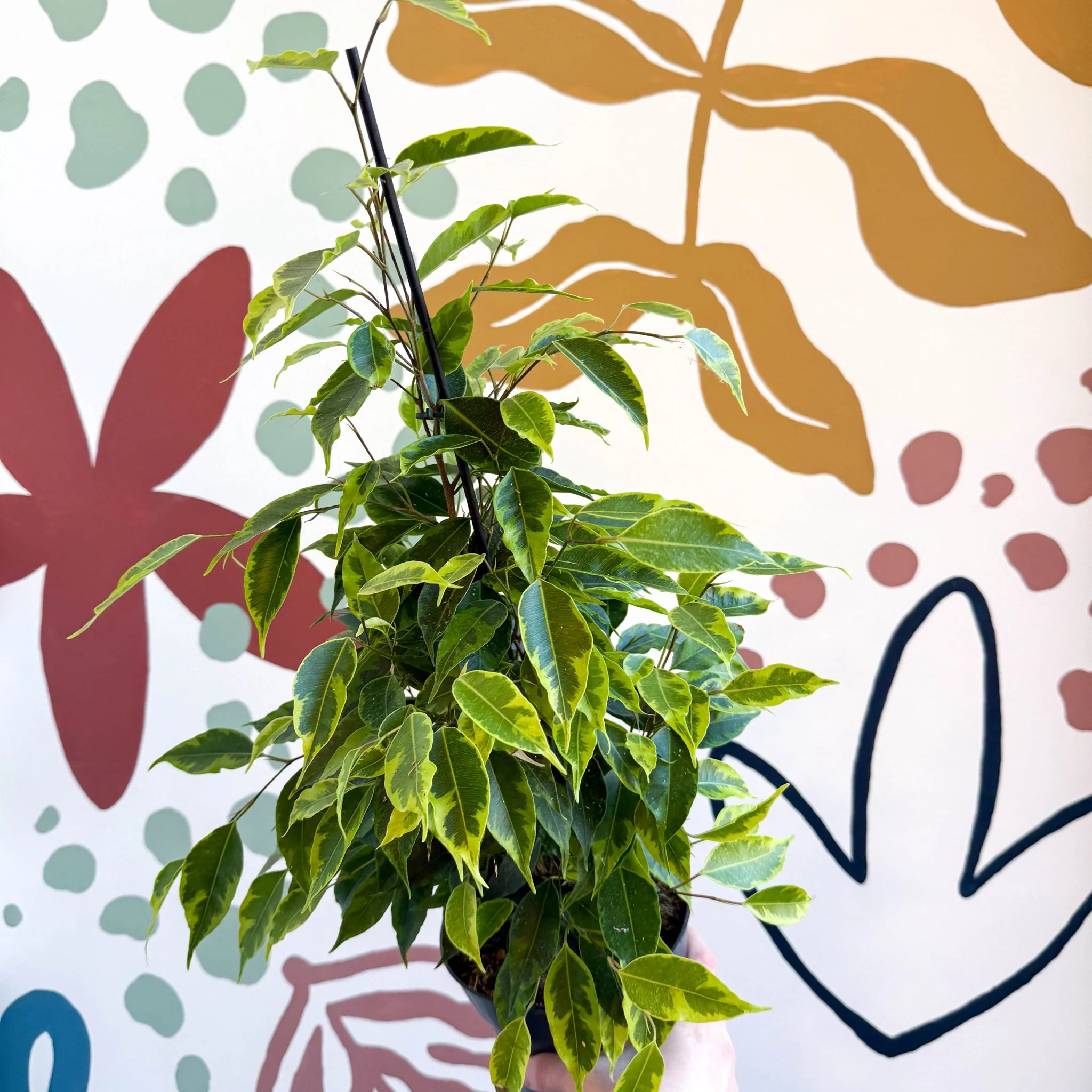 Ficus benjamina 'Anastasia' - Weeping Fig - Image 6