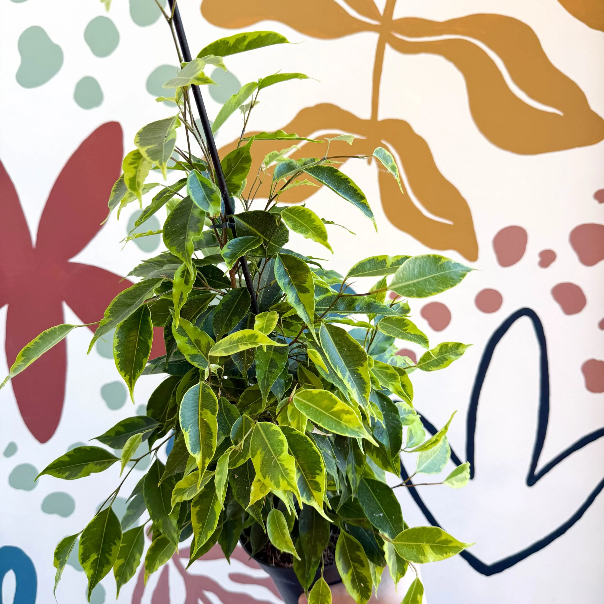 Ficus benjamina 'Anastasia' - Weeping Fig - Image 7