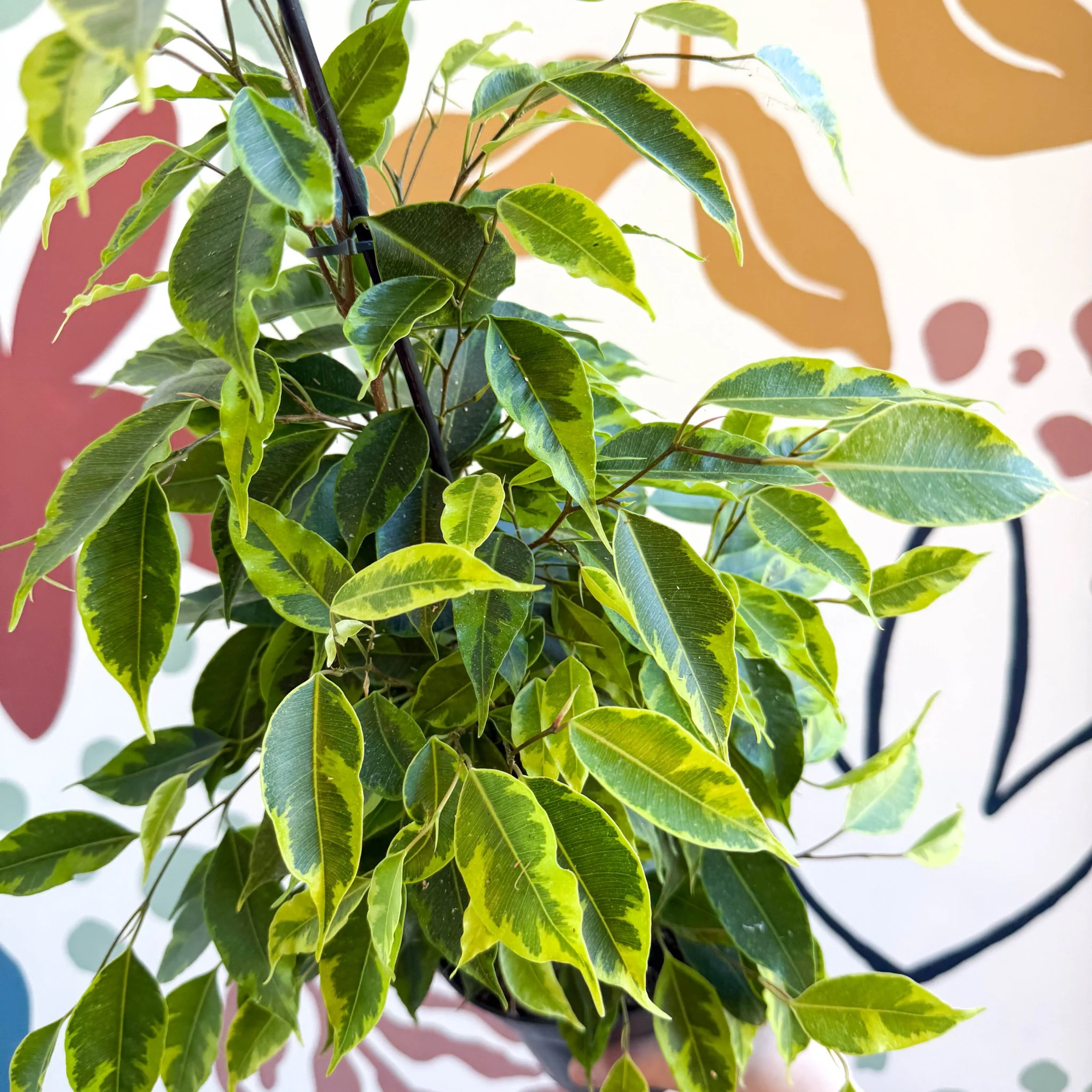 Ficus benjamina 'Anastasia' - Weeping Fig - Image 8
