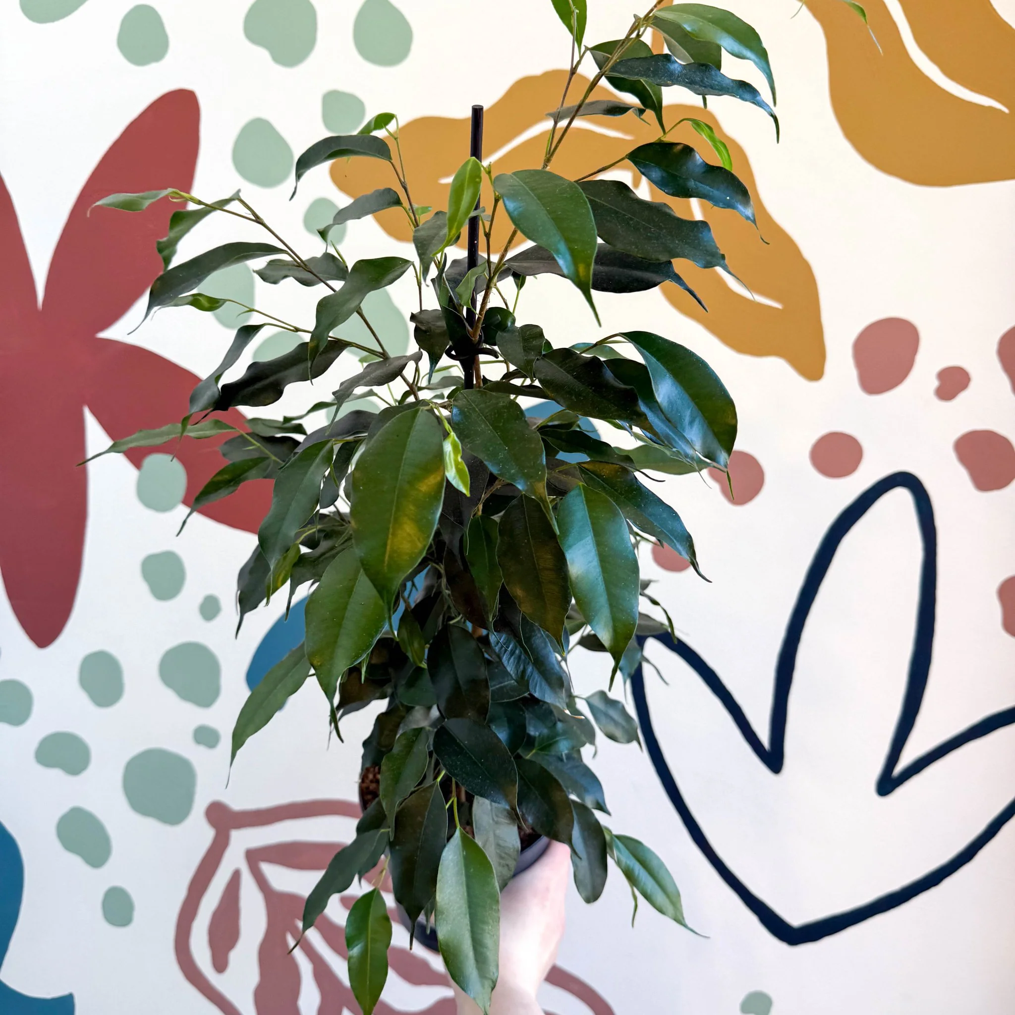 Ficus benjamina 'Danielle' - Weeping Fig - Image 9